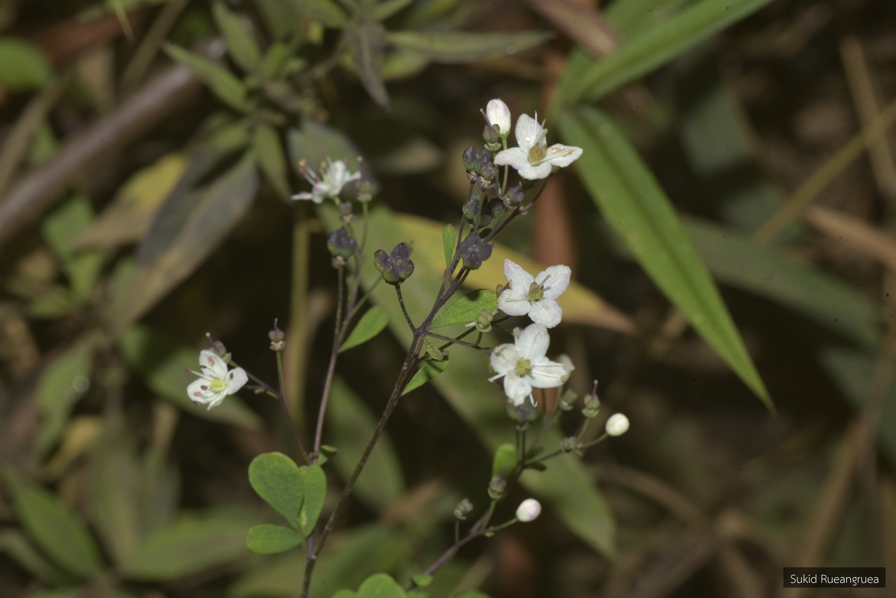 Boenninghausenia albiflora