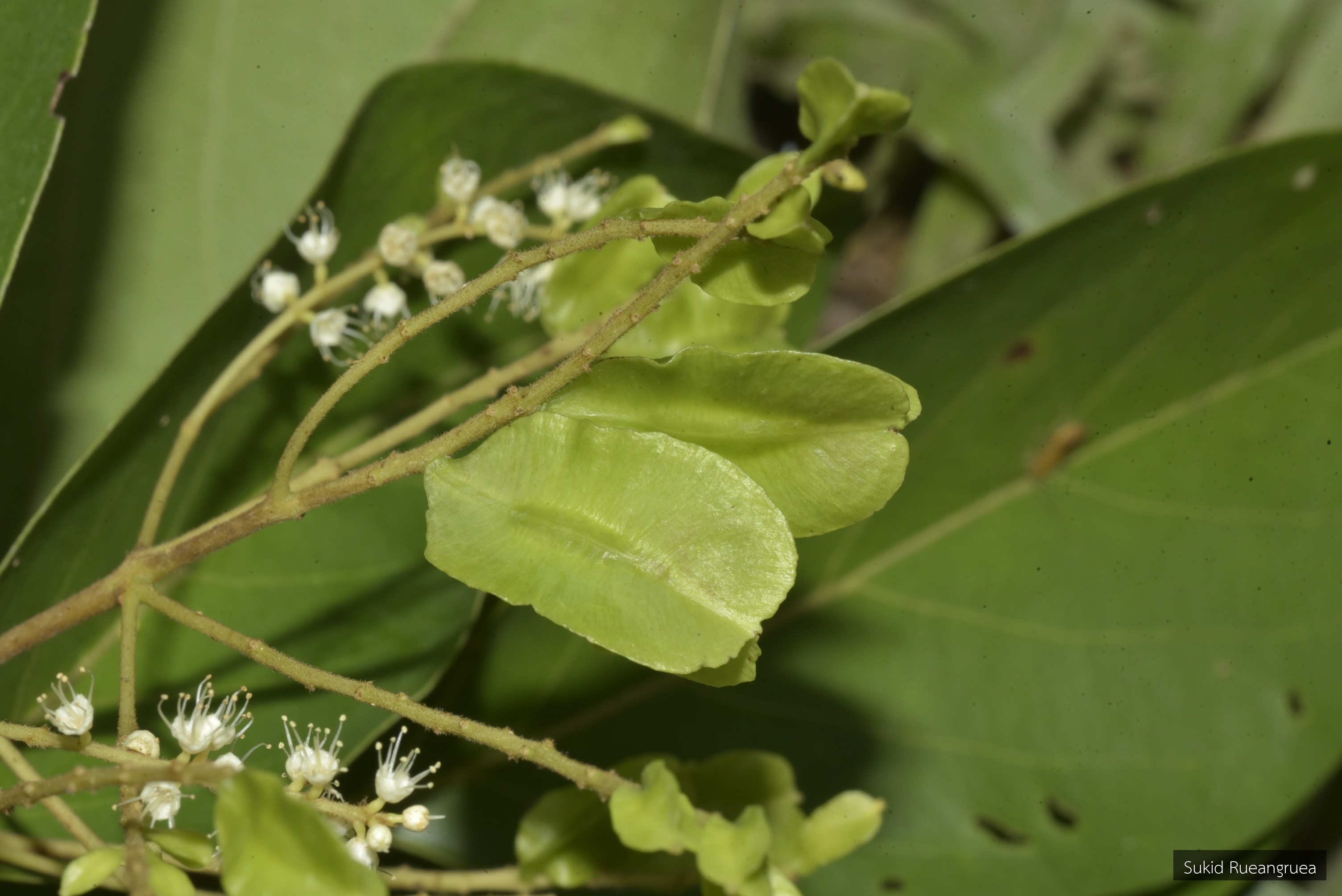 Terminalia triptera