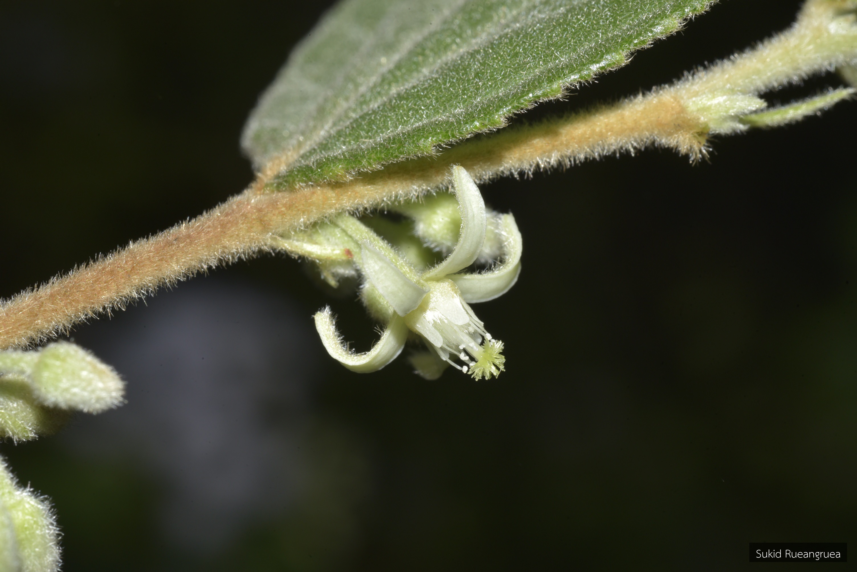 Grewia hirsuta