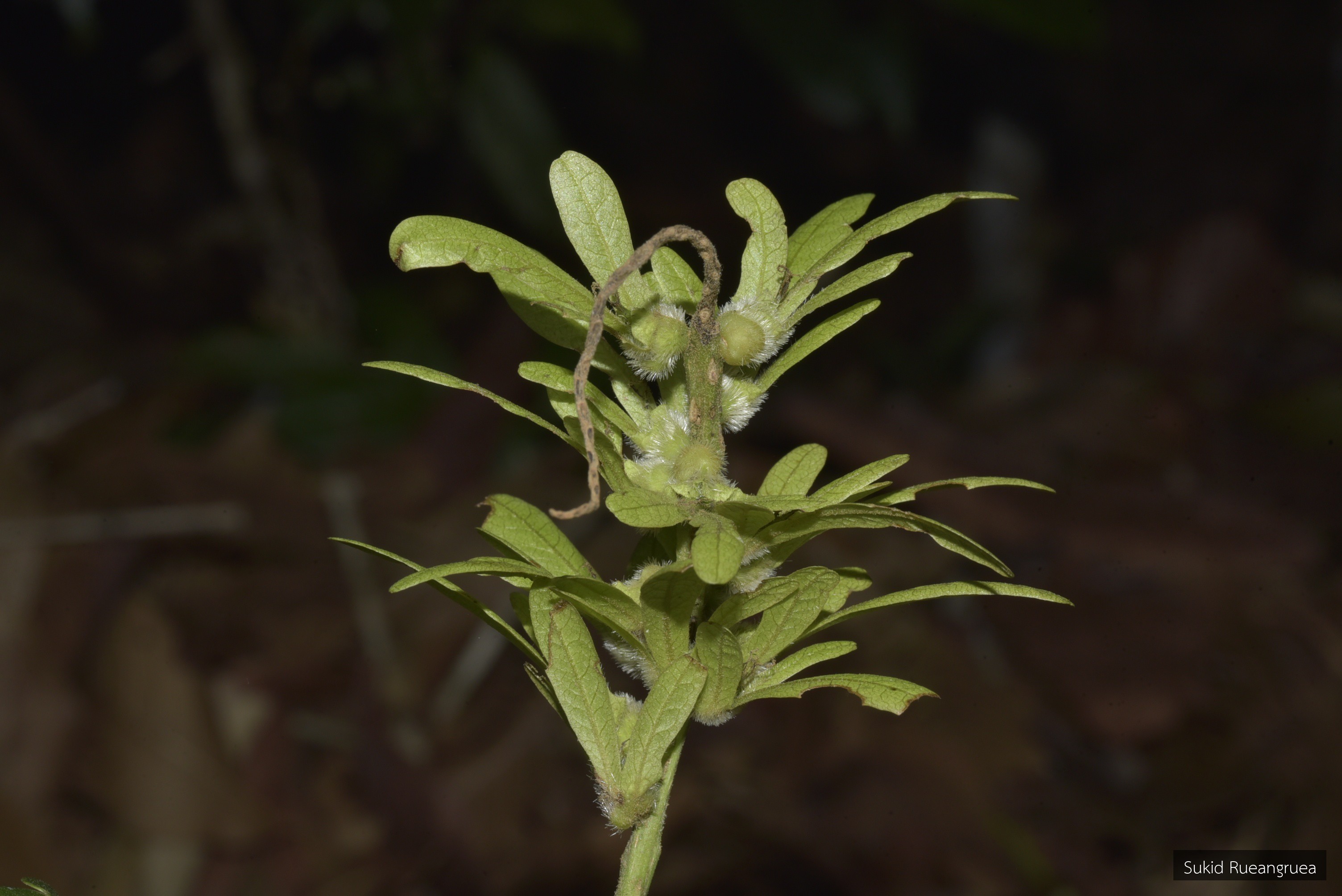 Engelhardia spicata