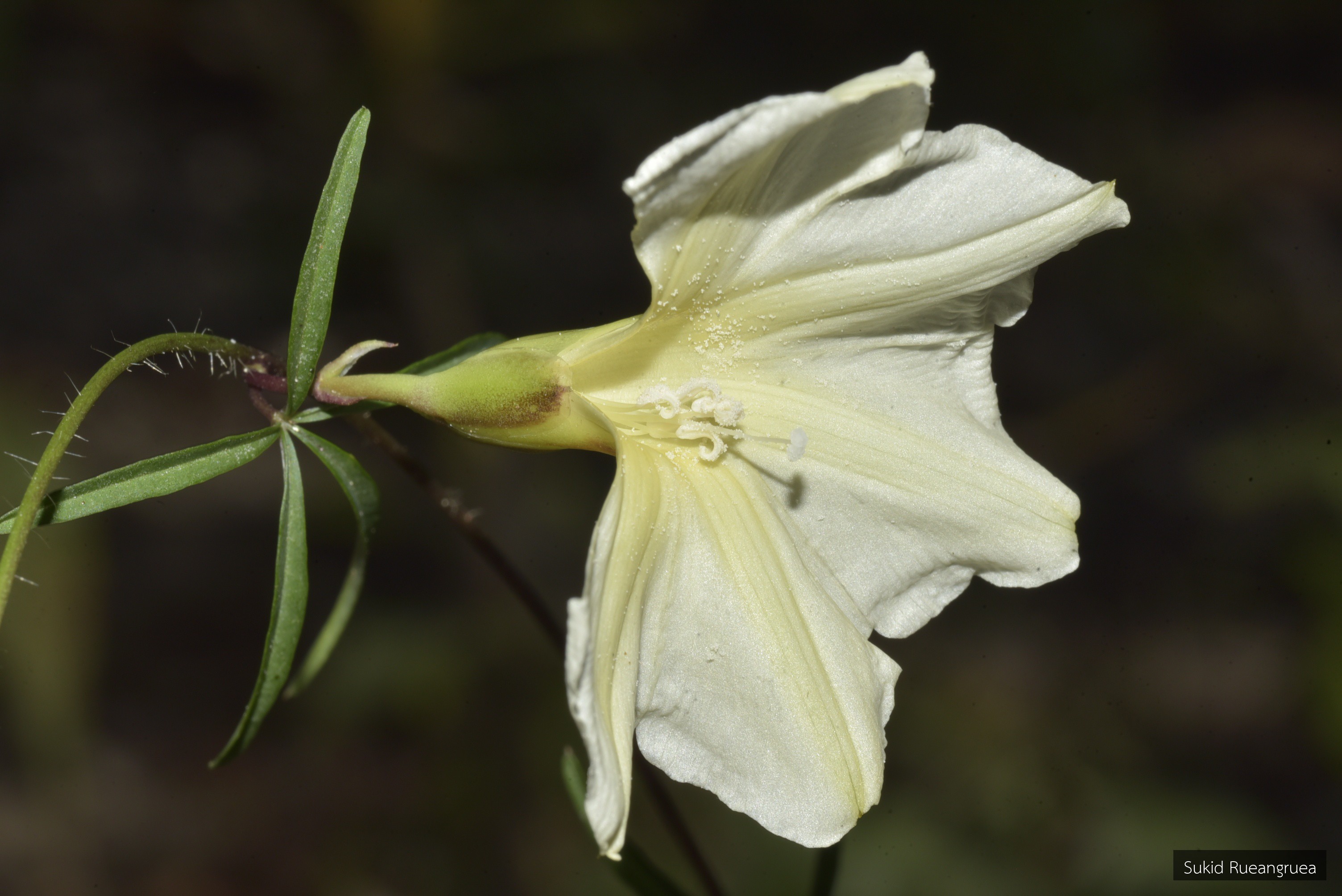 Distimake quinatus