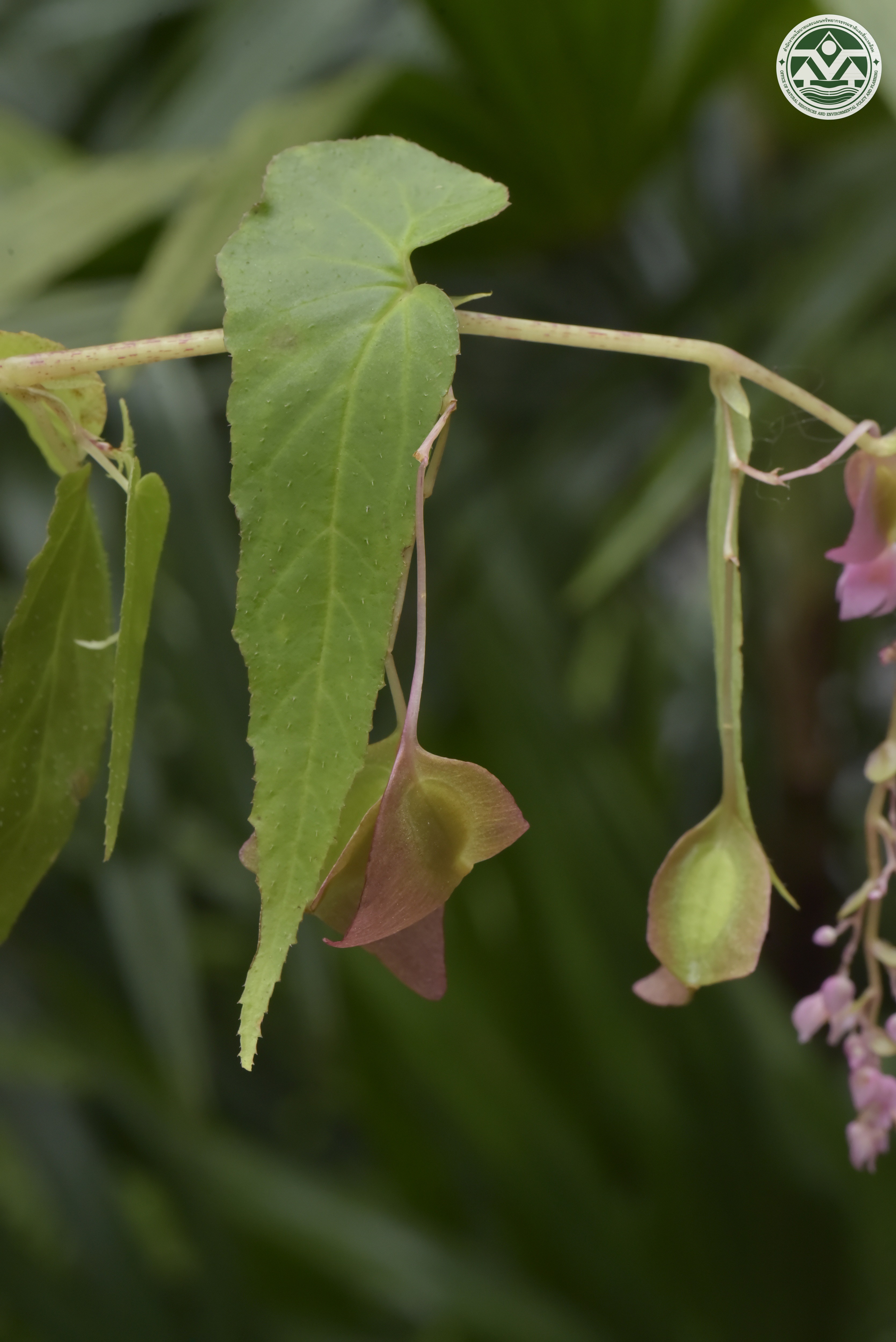 Begonia modestiflora