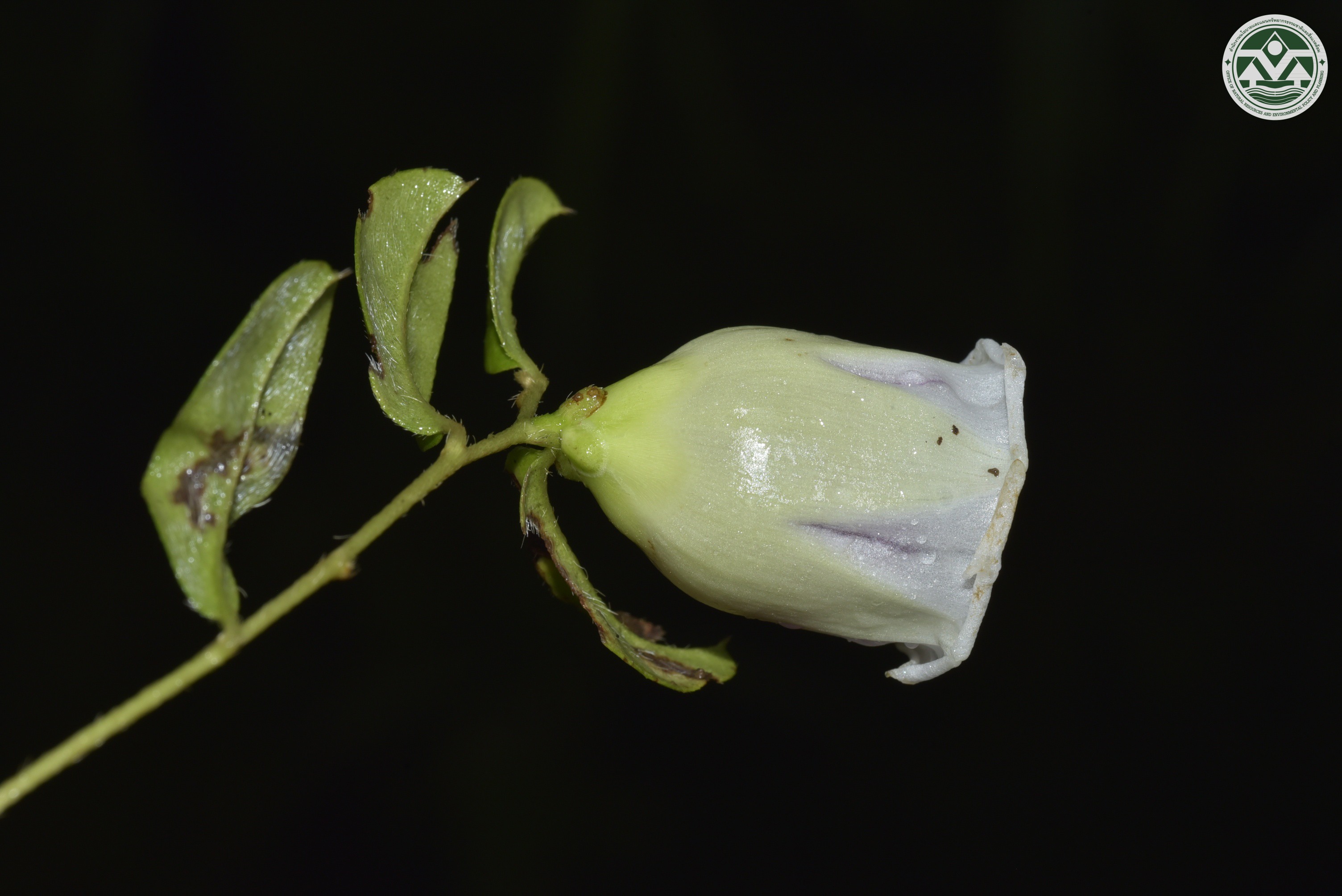 Argyreia lycioides