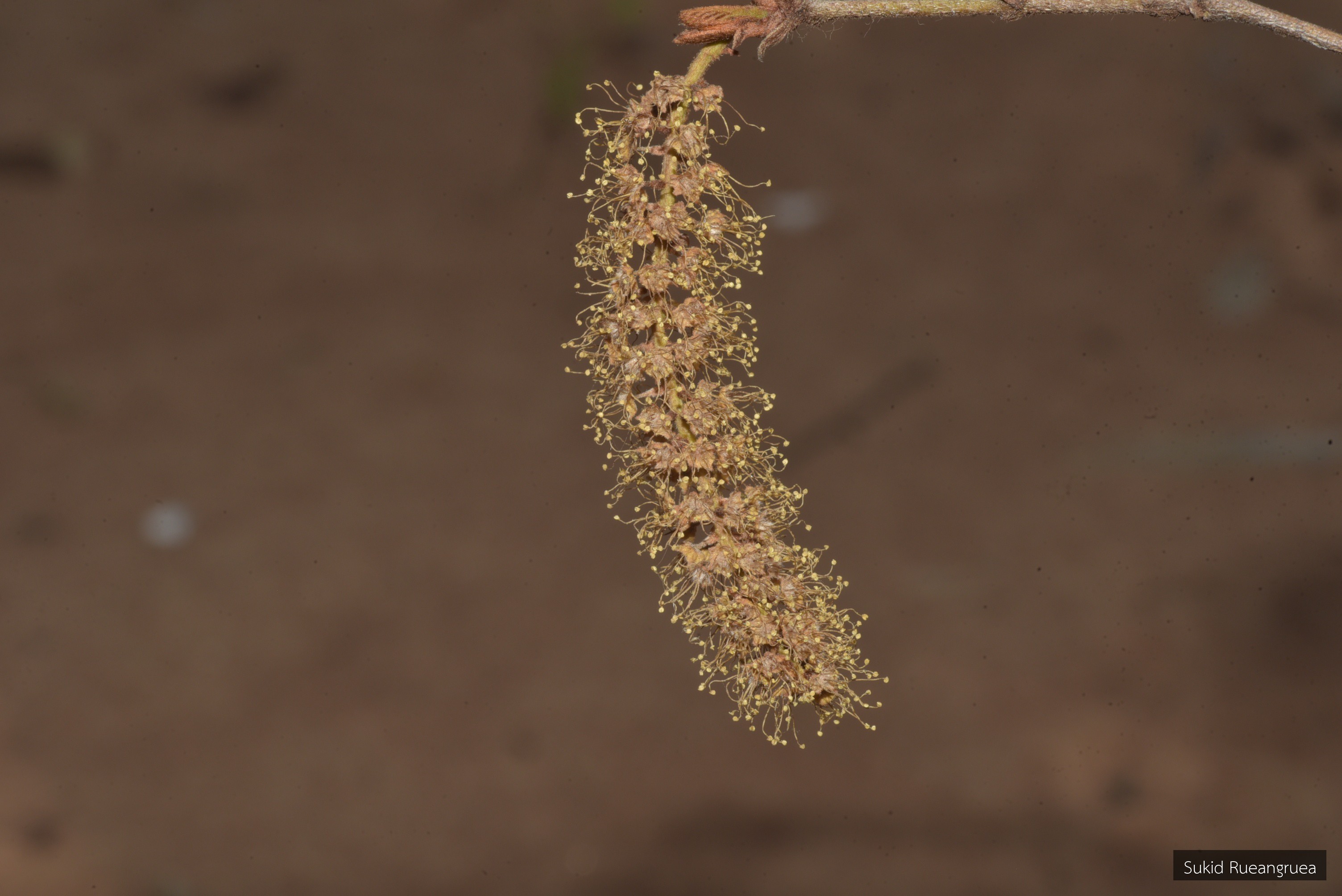 Terminalia pierrei