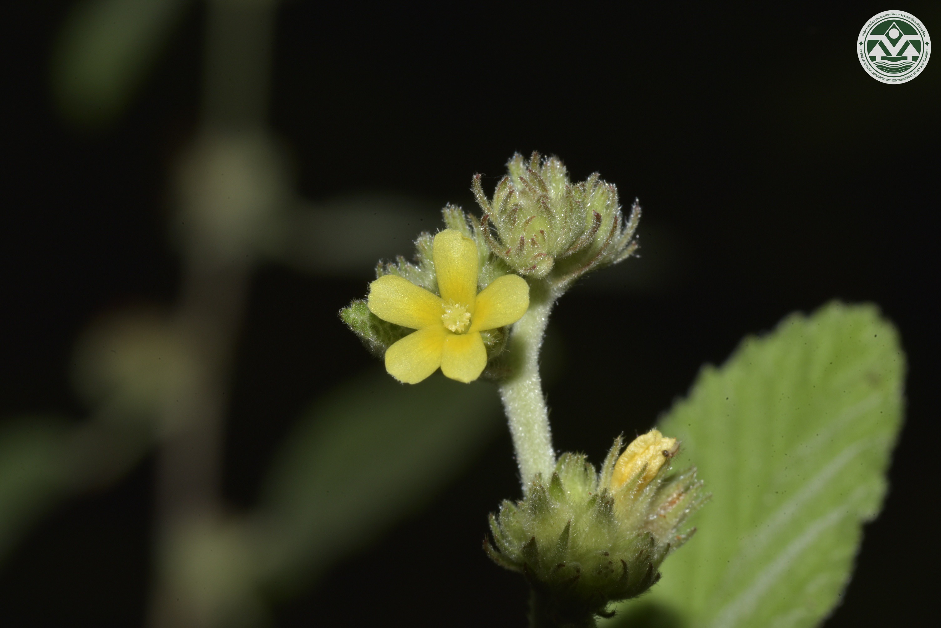Waltheria indica