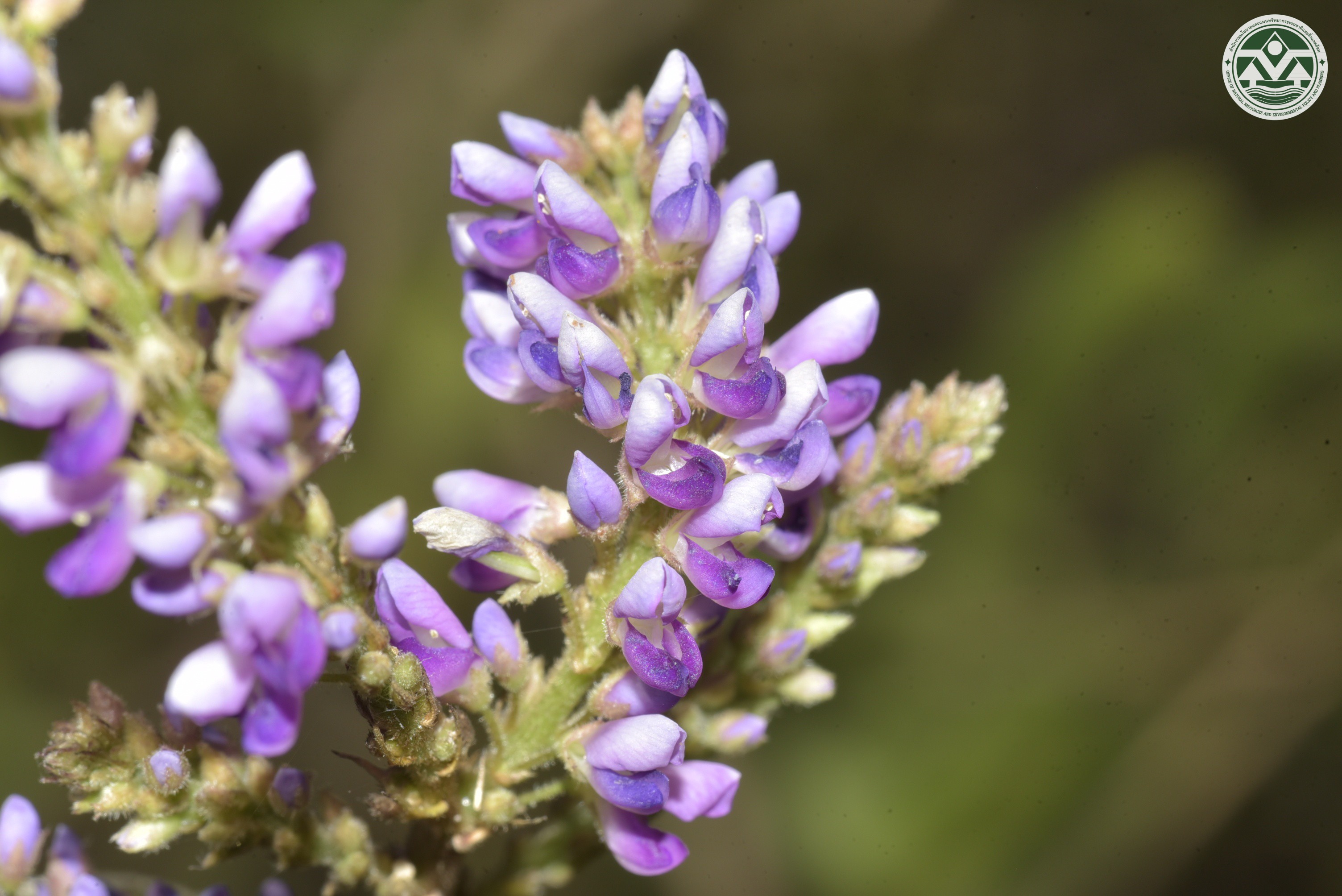 Polhillides velutina