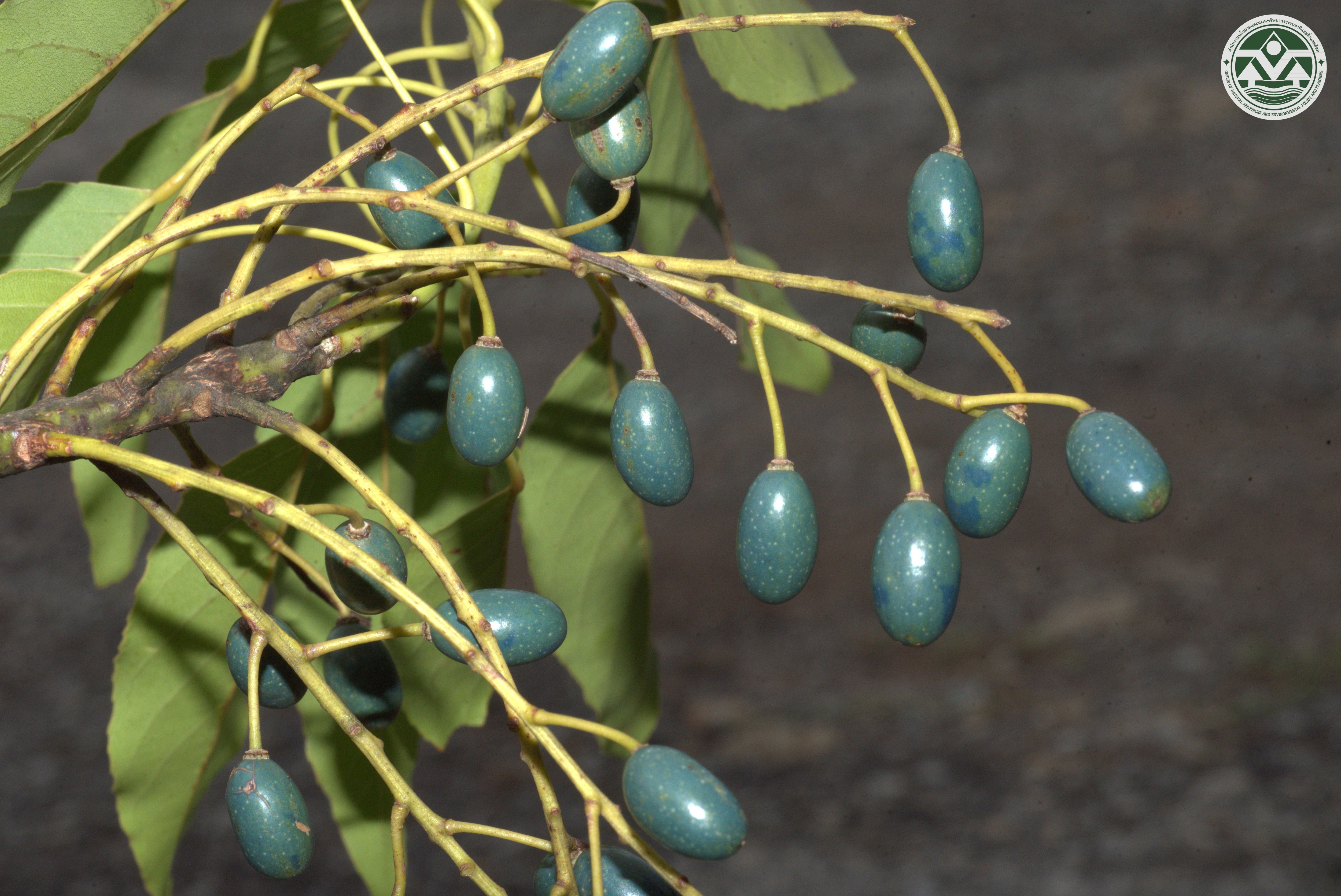 Elaeocarpus griffithii