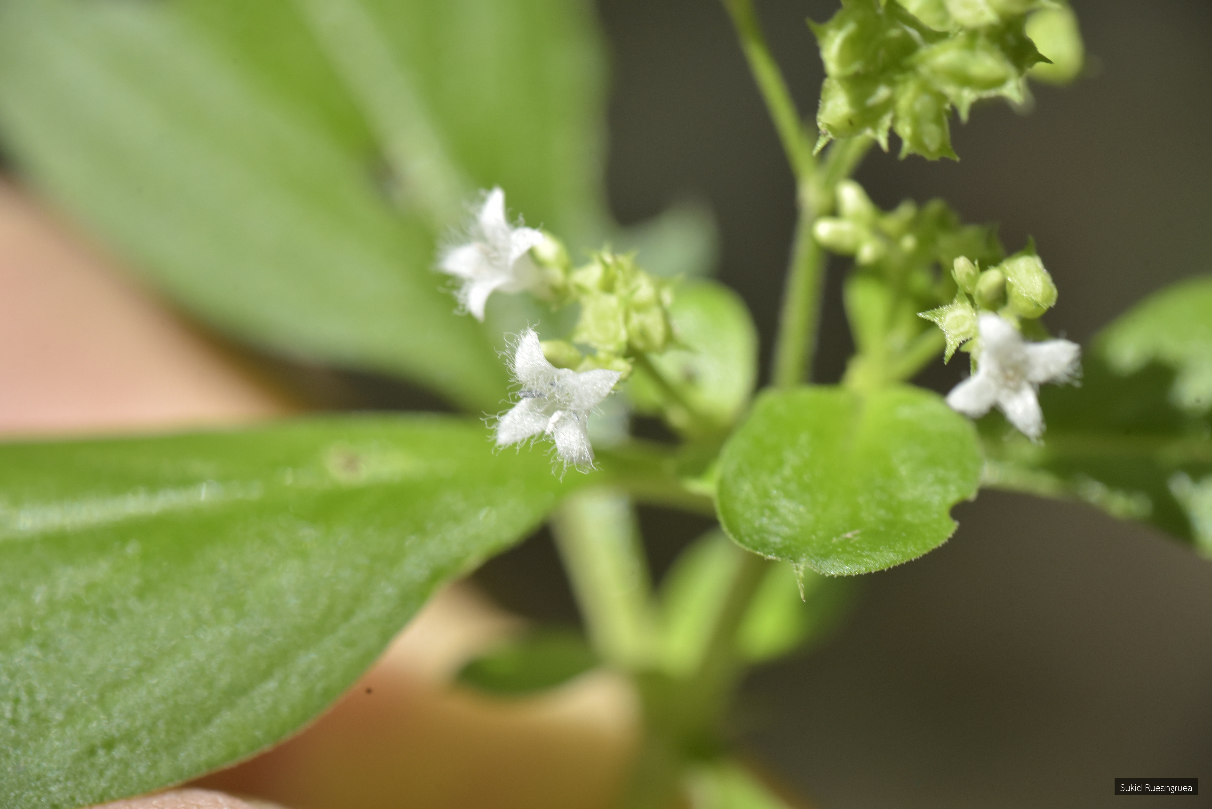 Oldenlandia comata