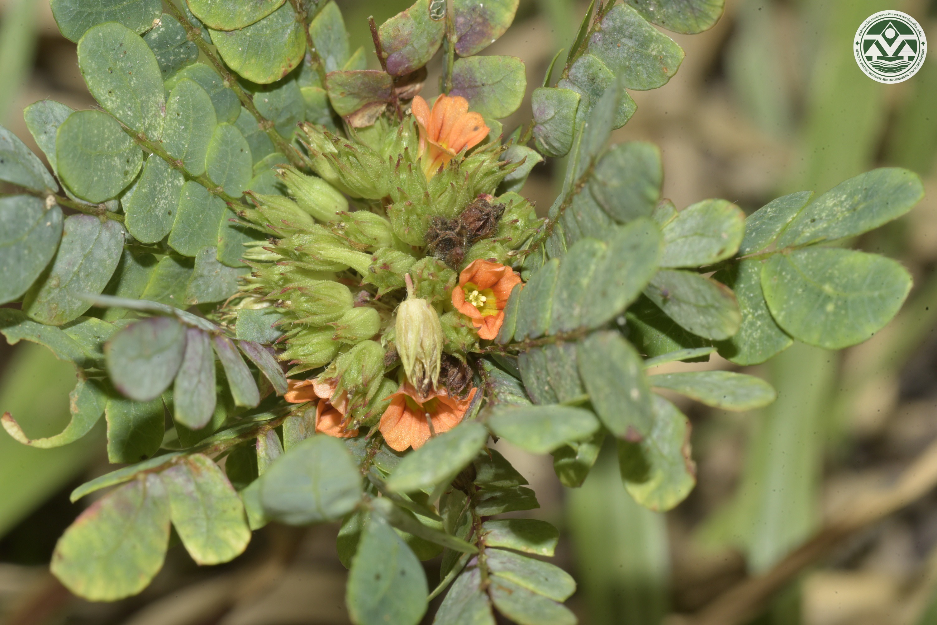 Biophytum umbraculum
