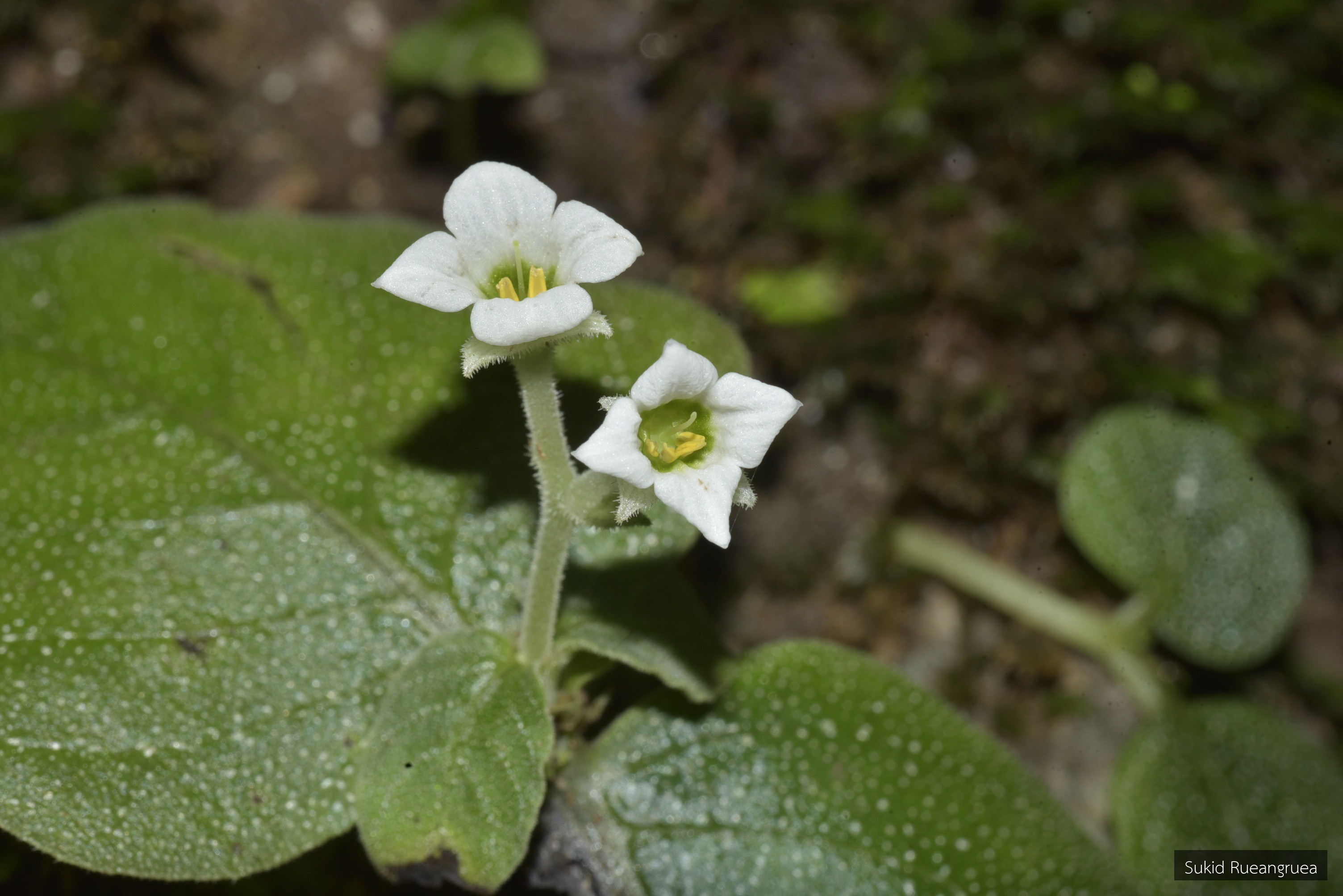 Argostemma plumbeum