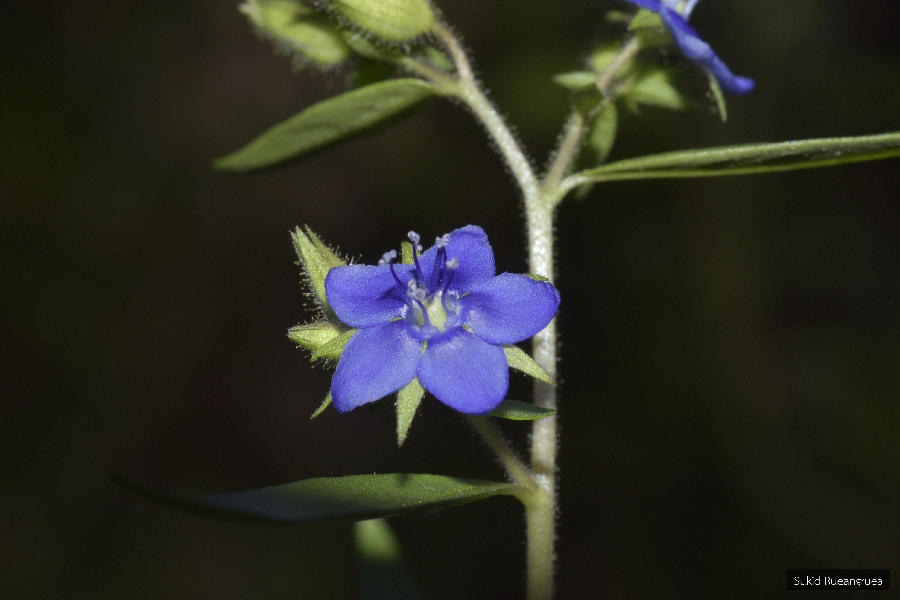 Hydrolea zeylanica
