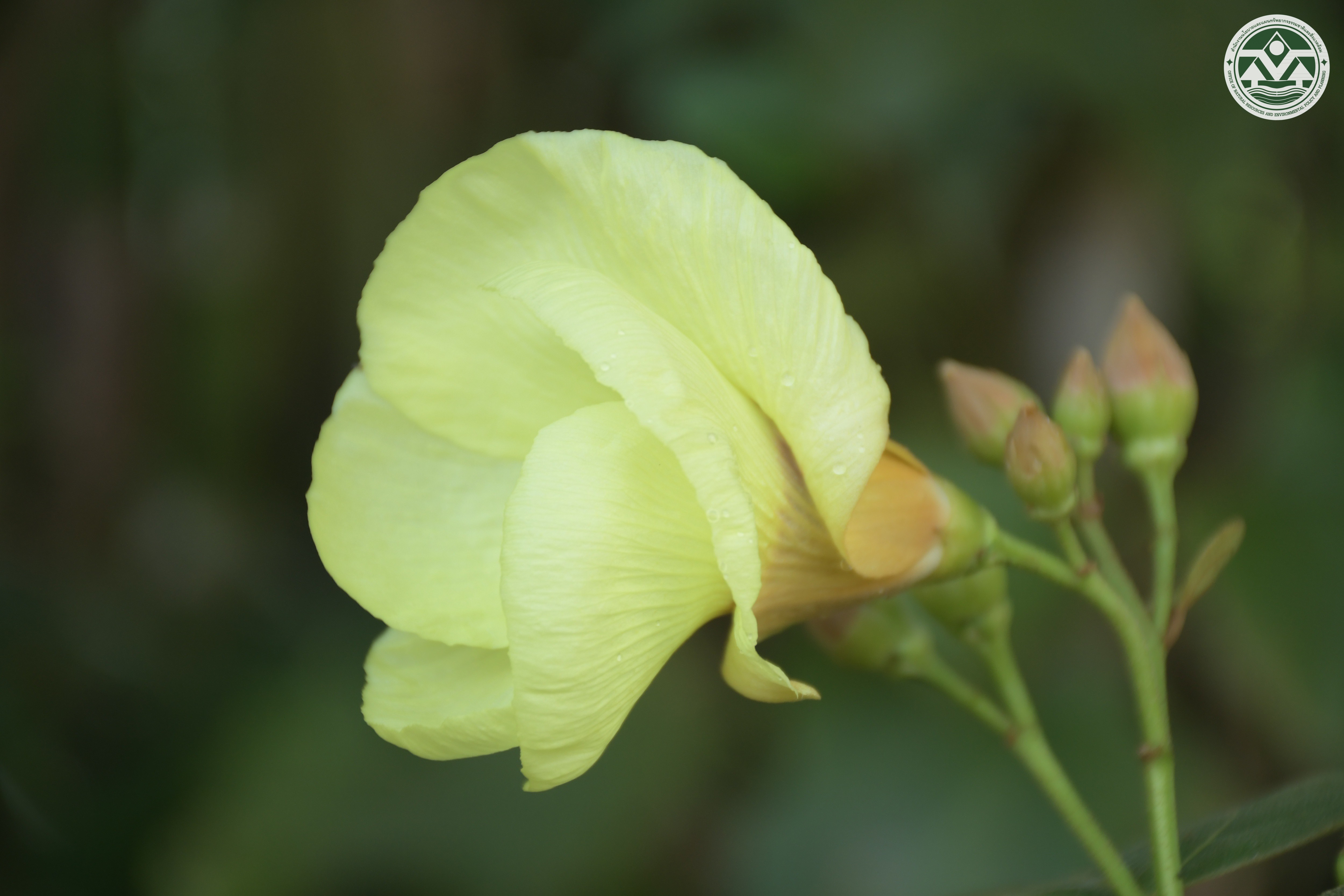 Azanza lampas