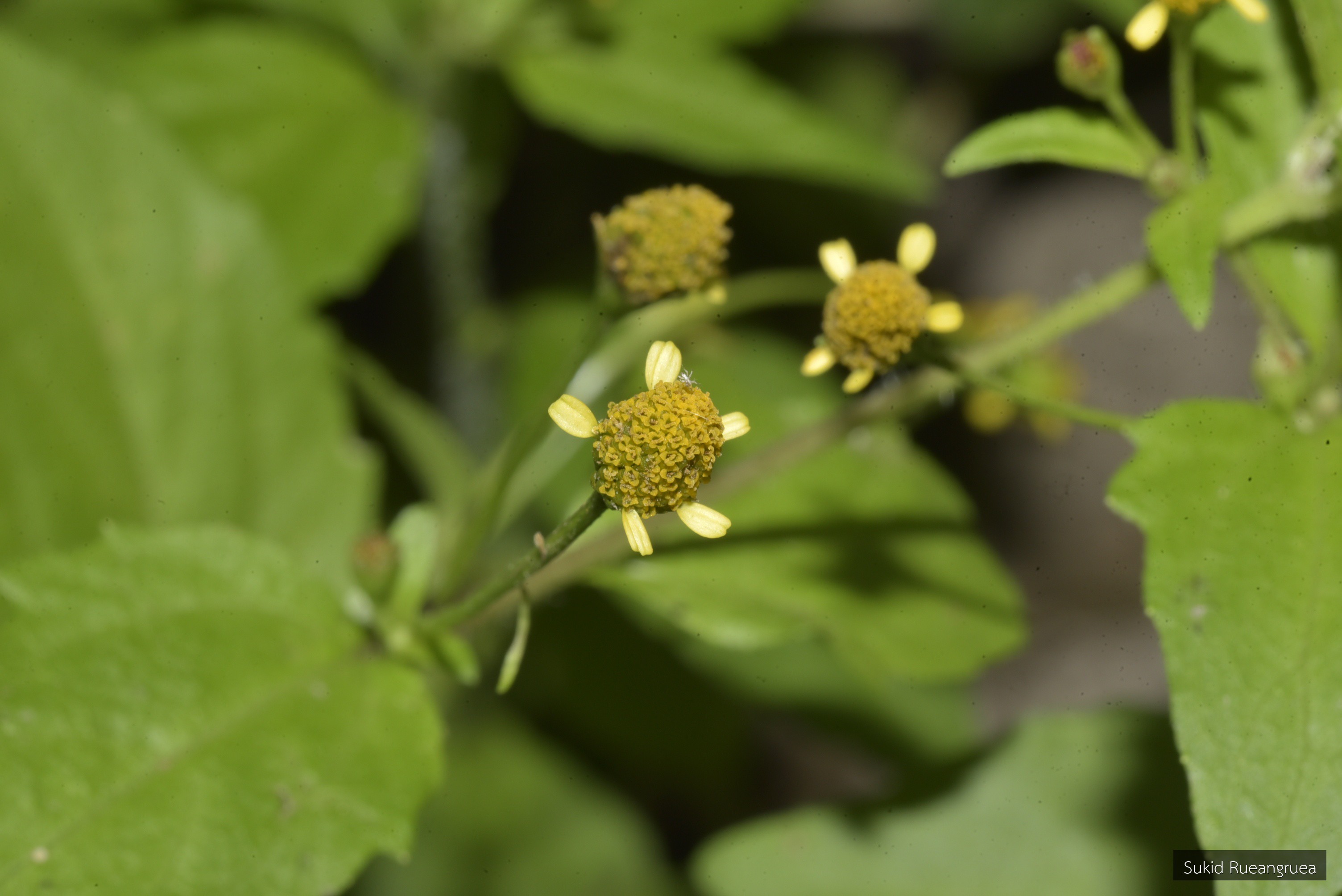 Acmella oleracea