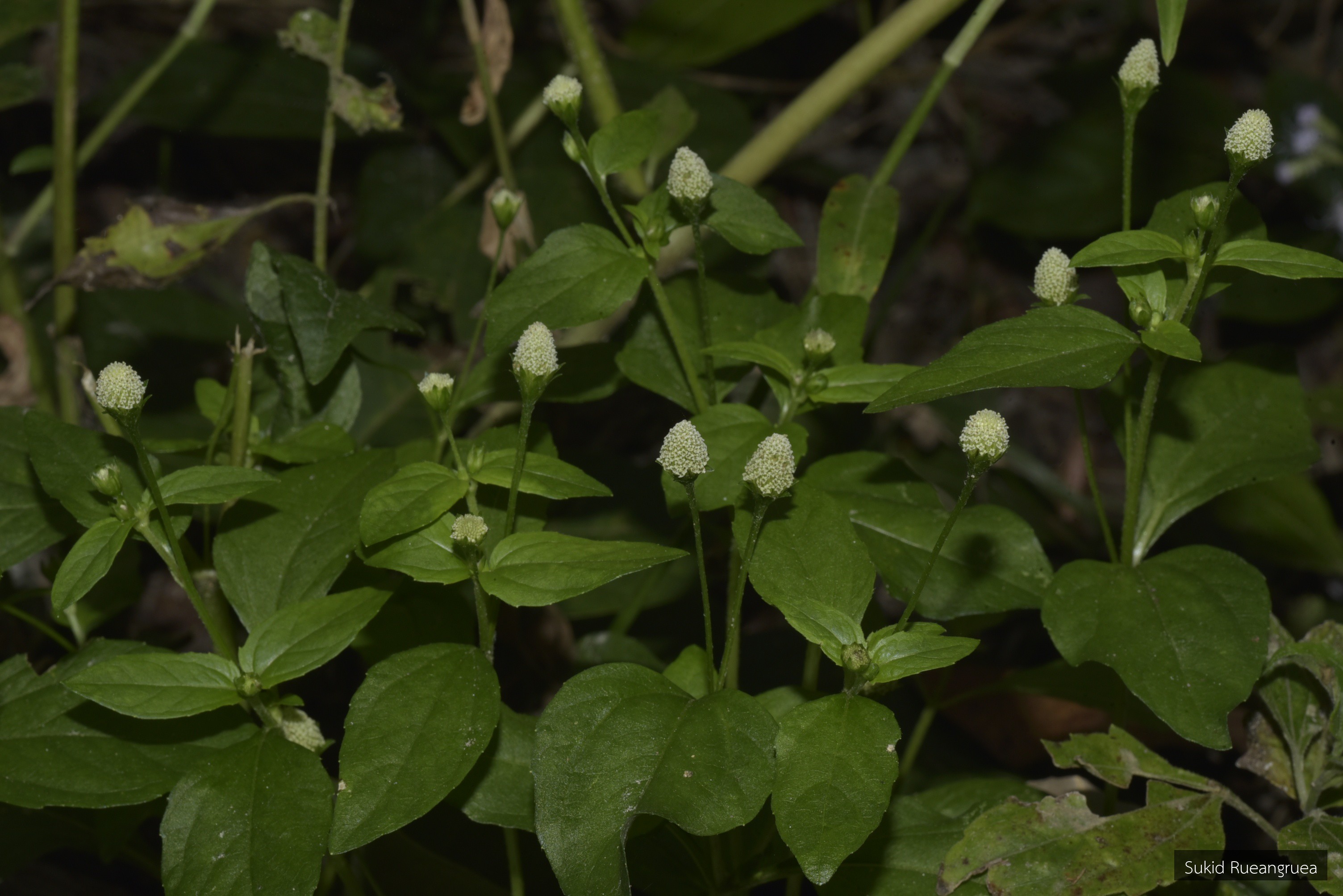 Acmella radicans
