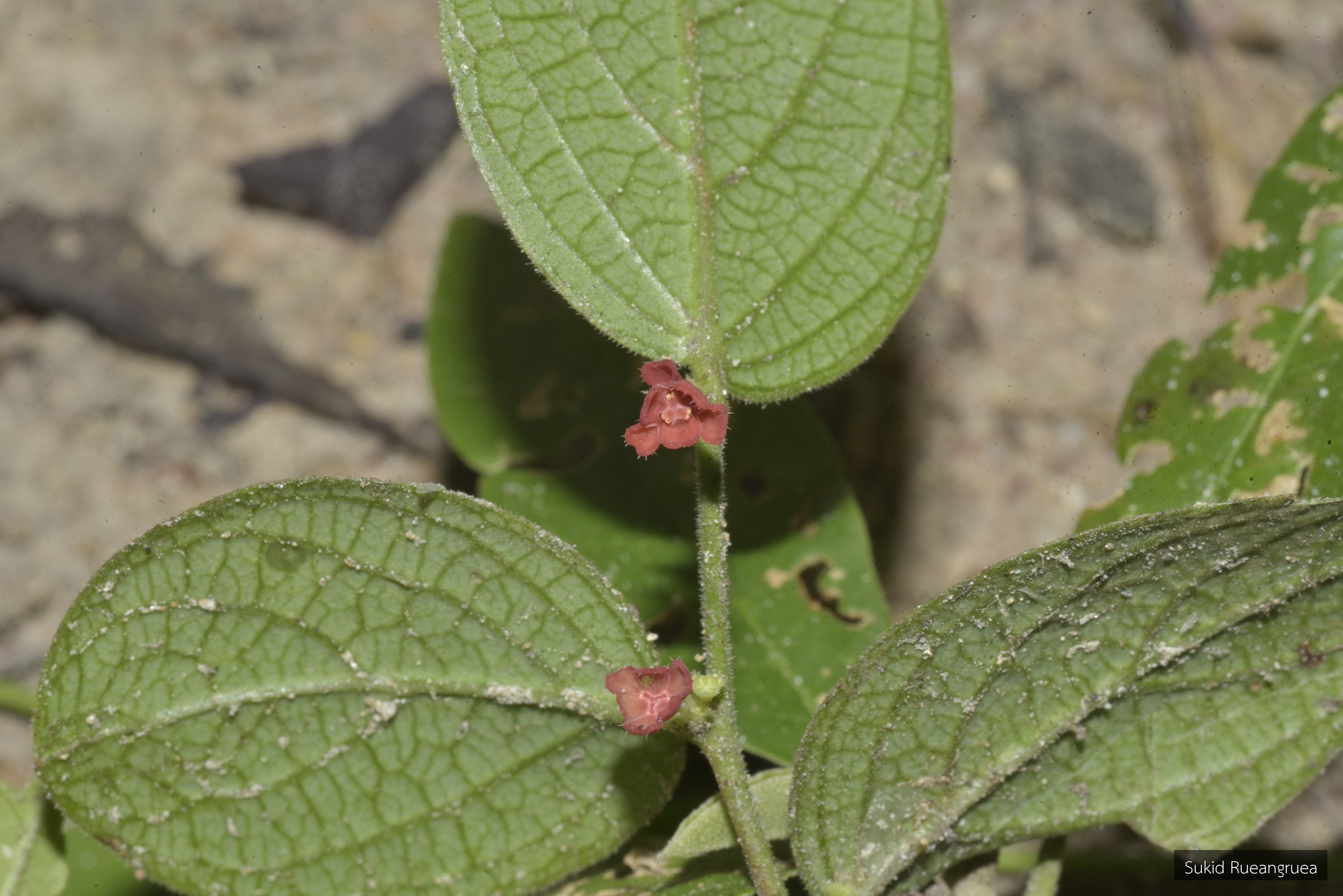 Breynia hirsuta