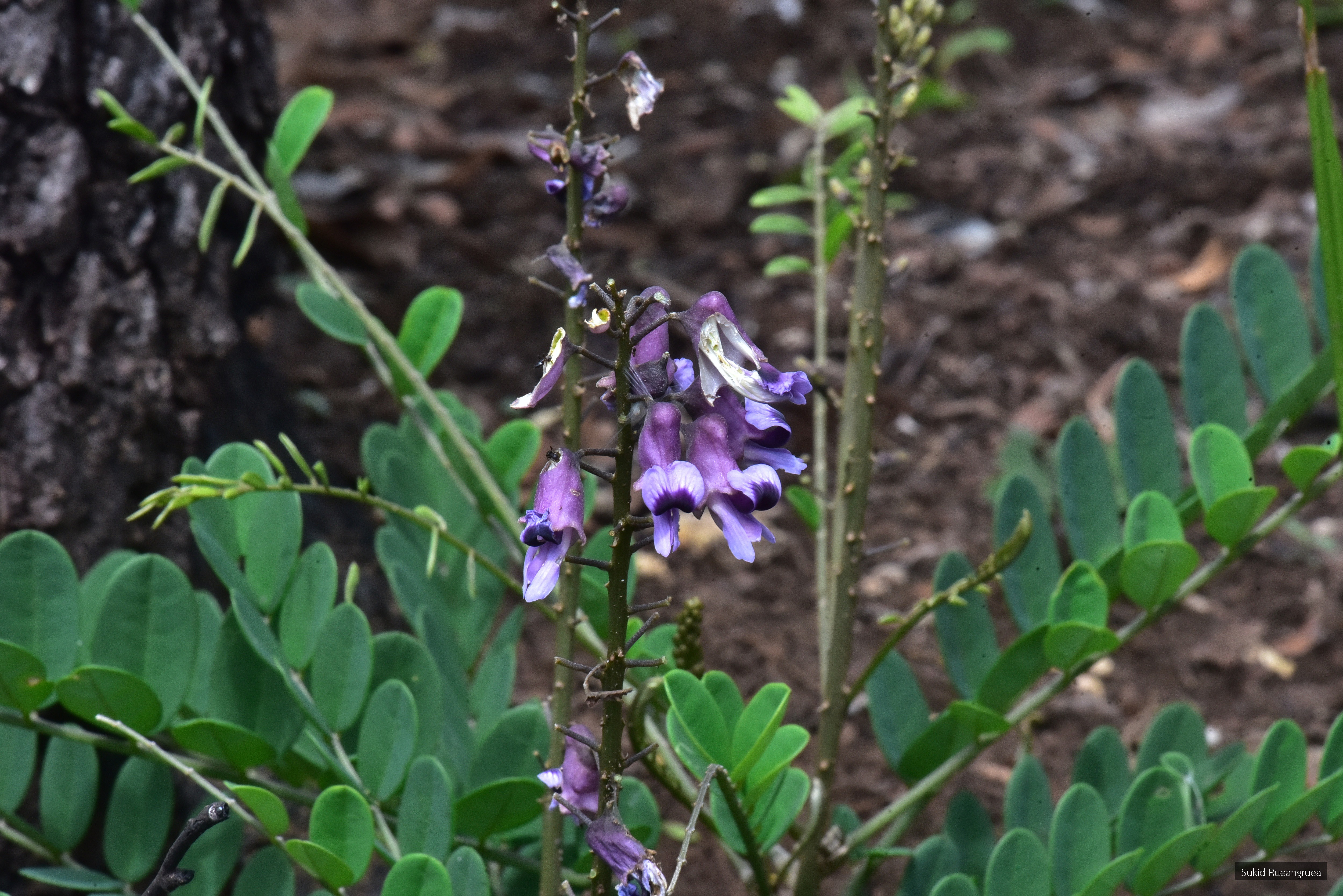 Sophora huamotensis