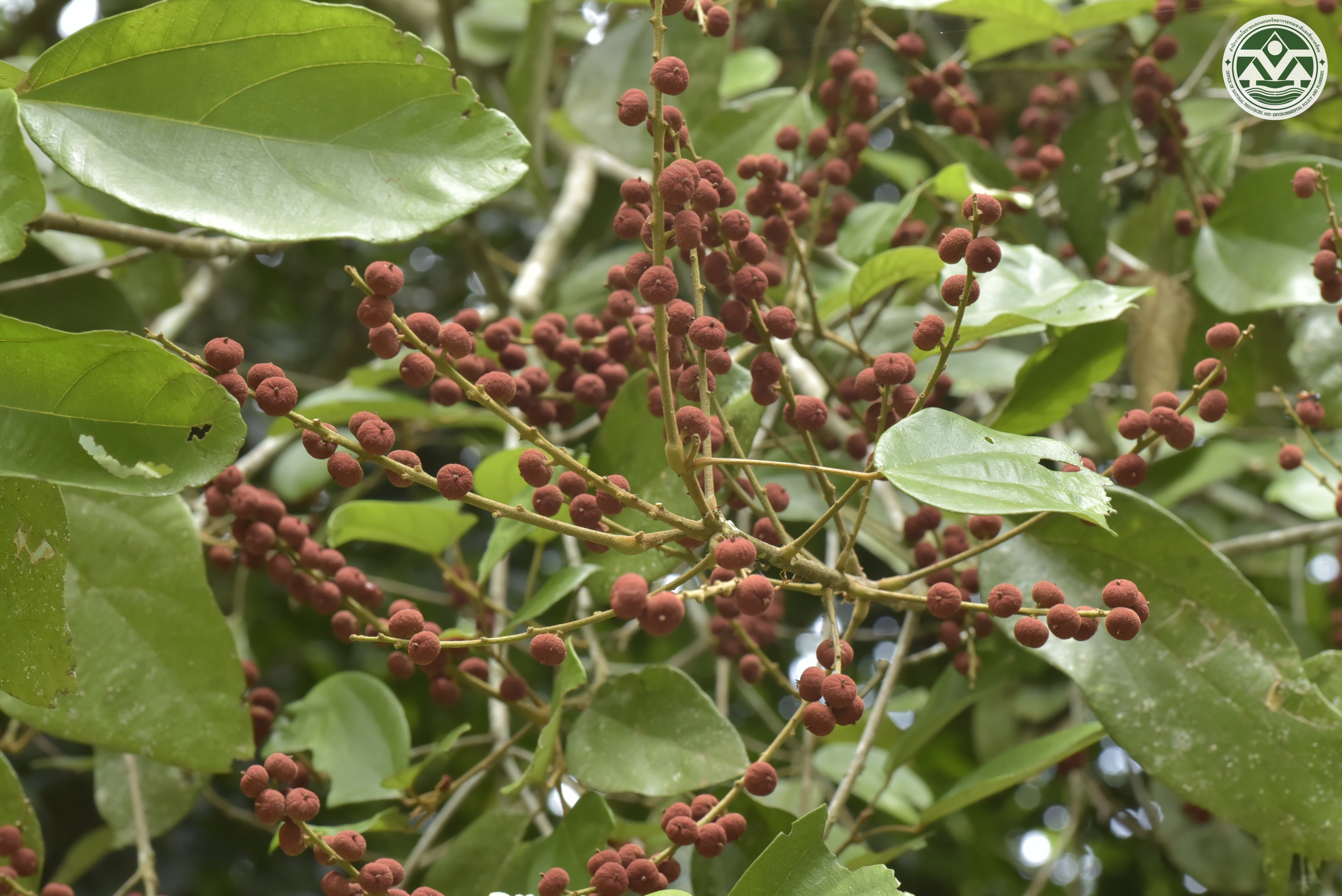 Mallotus philippensis
