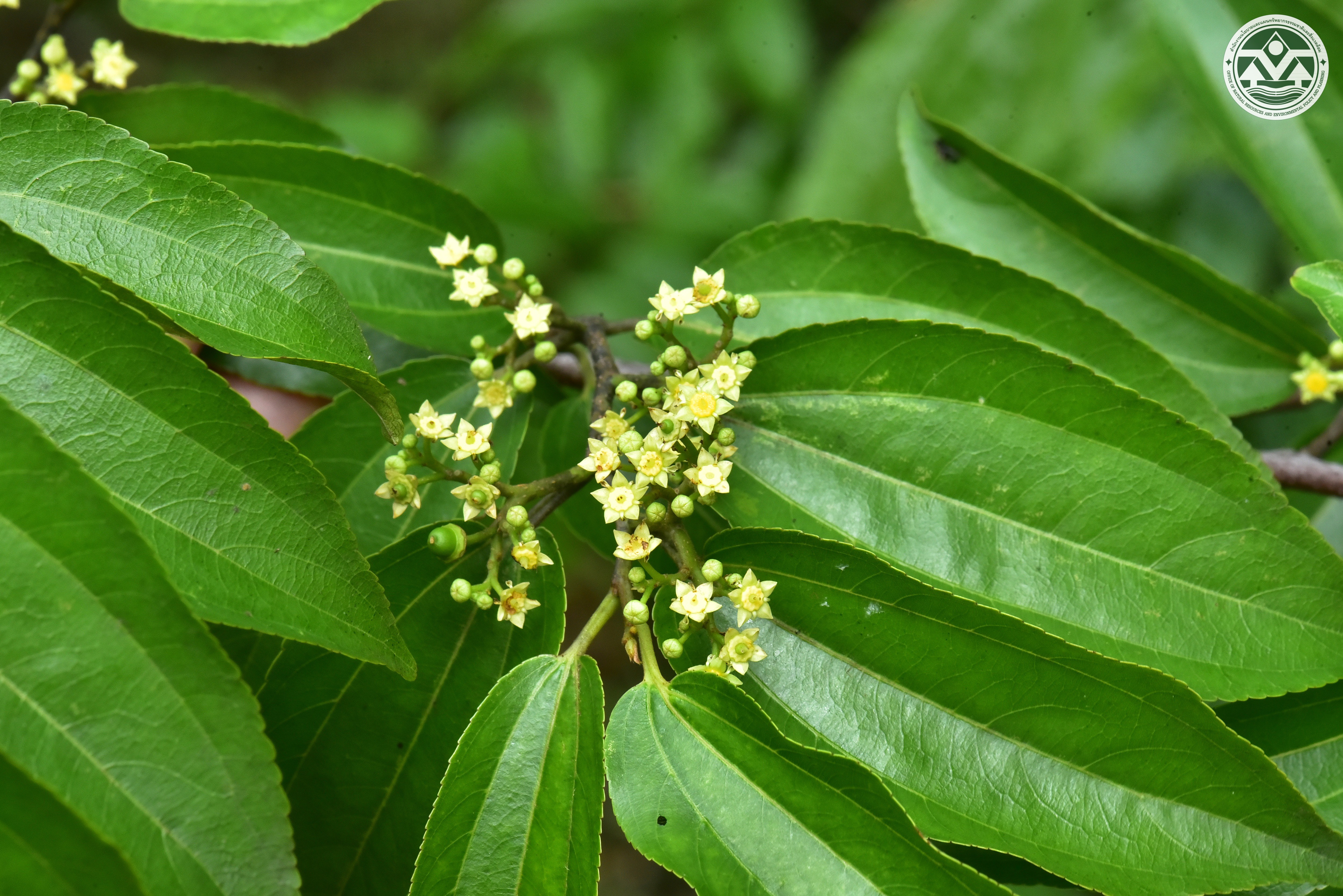Ziziphus rugosa