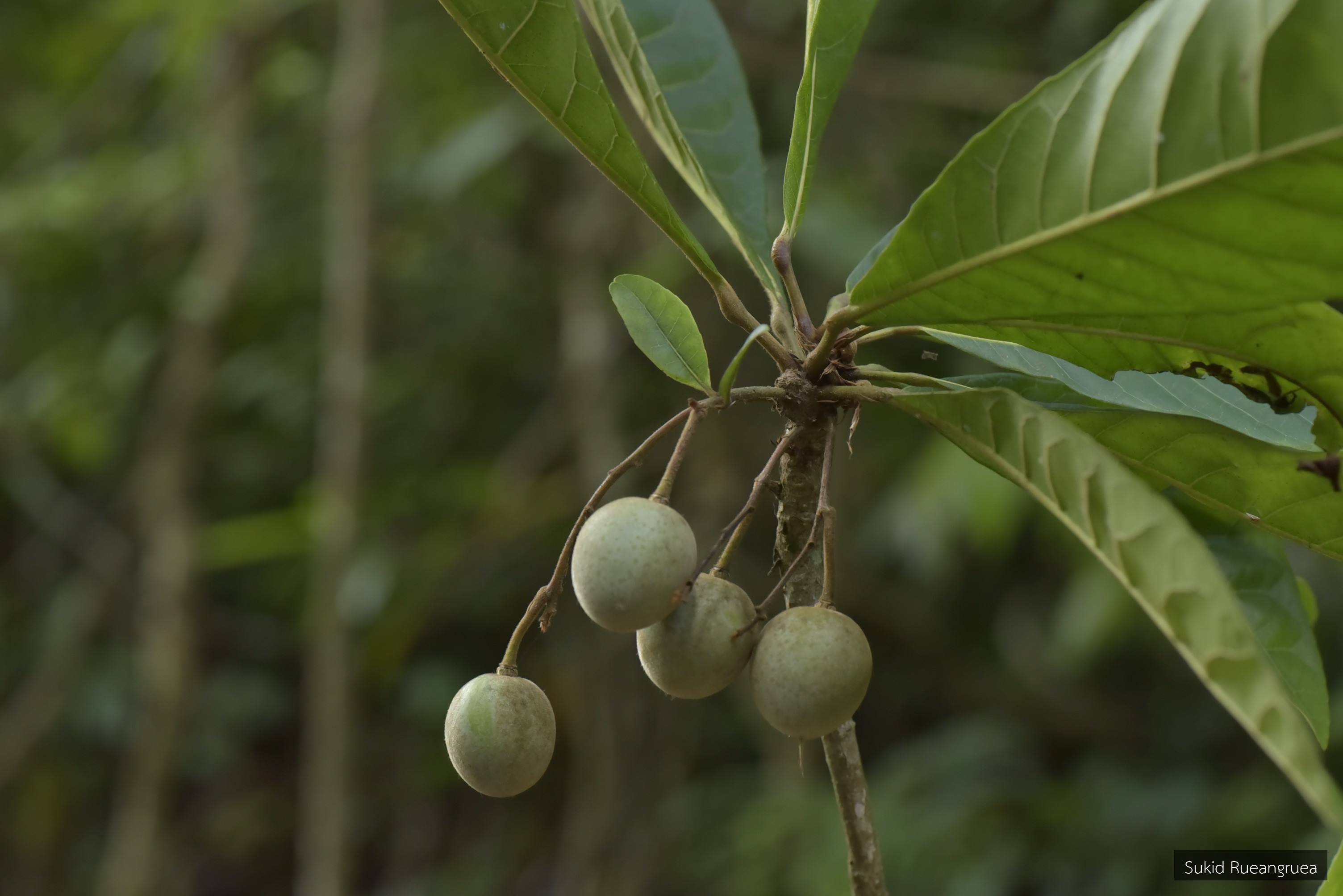 Elaeocarpus rugosus