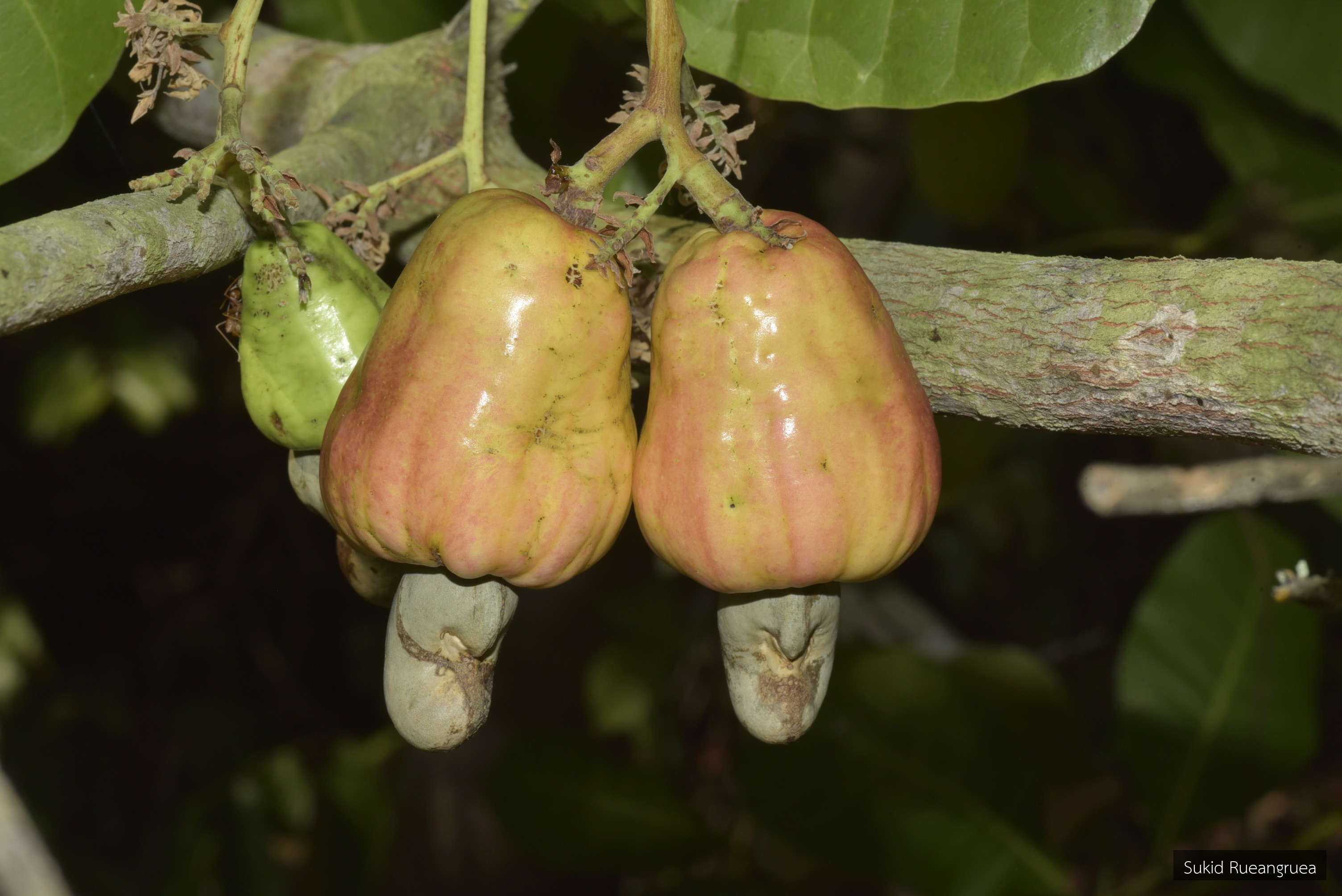 Anacardium occidentale