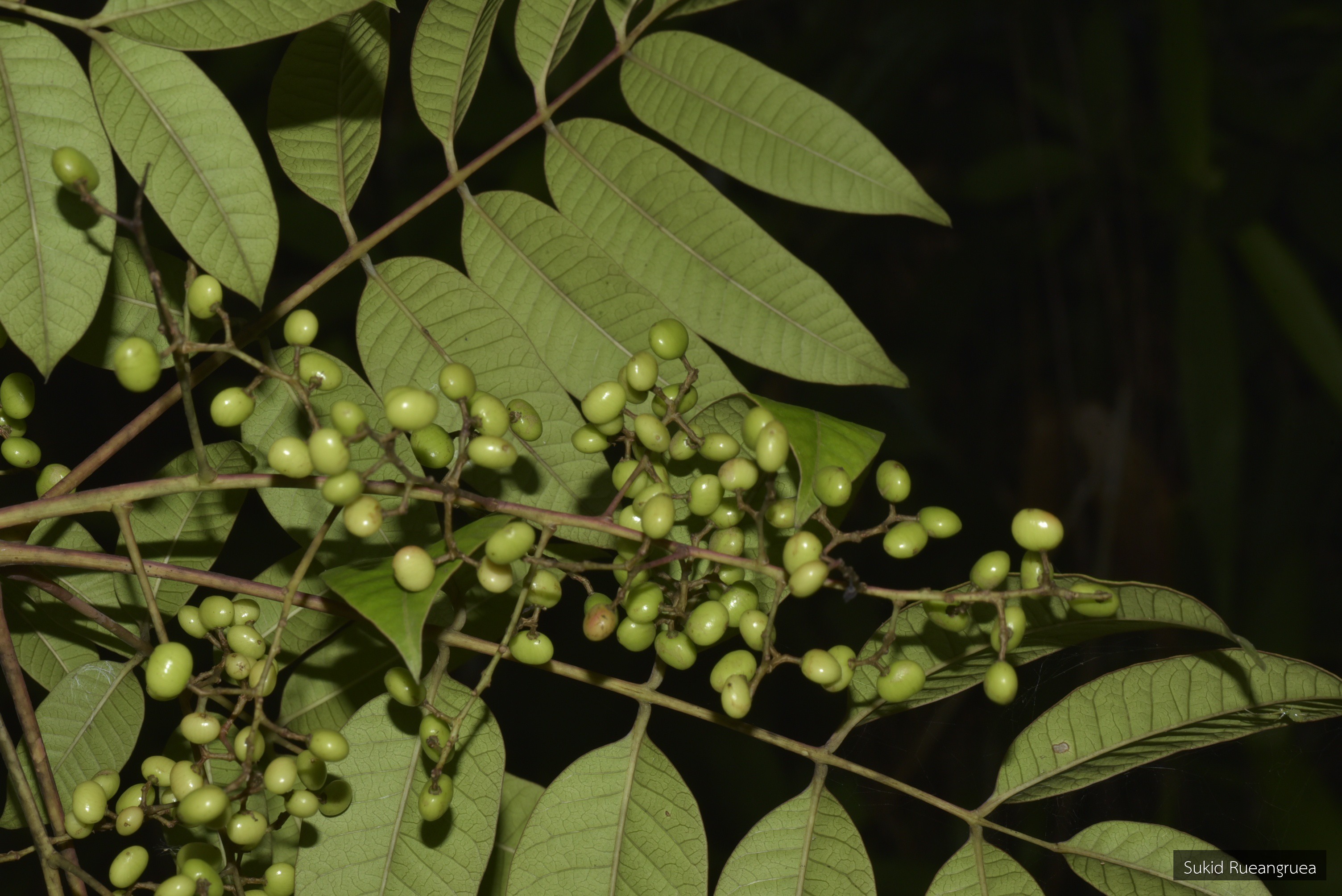 Toxicodendron succedaneum