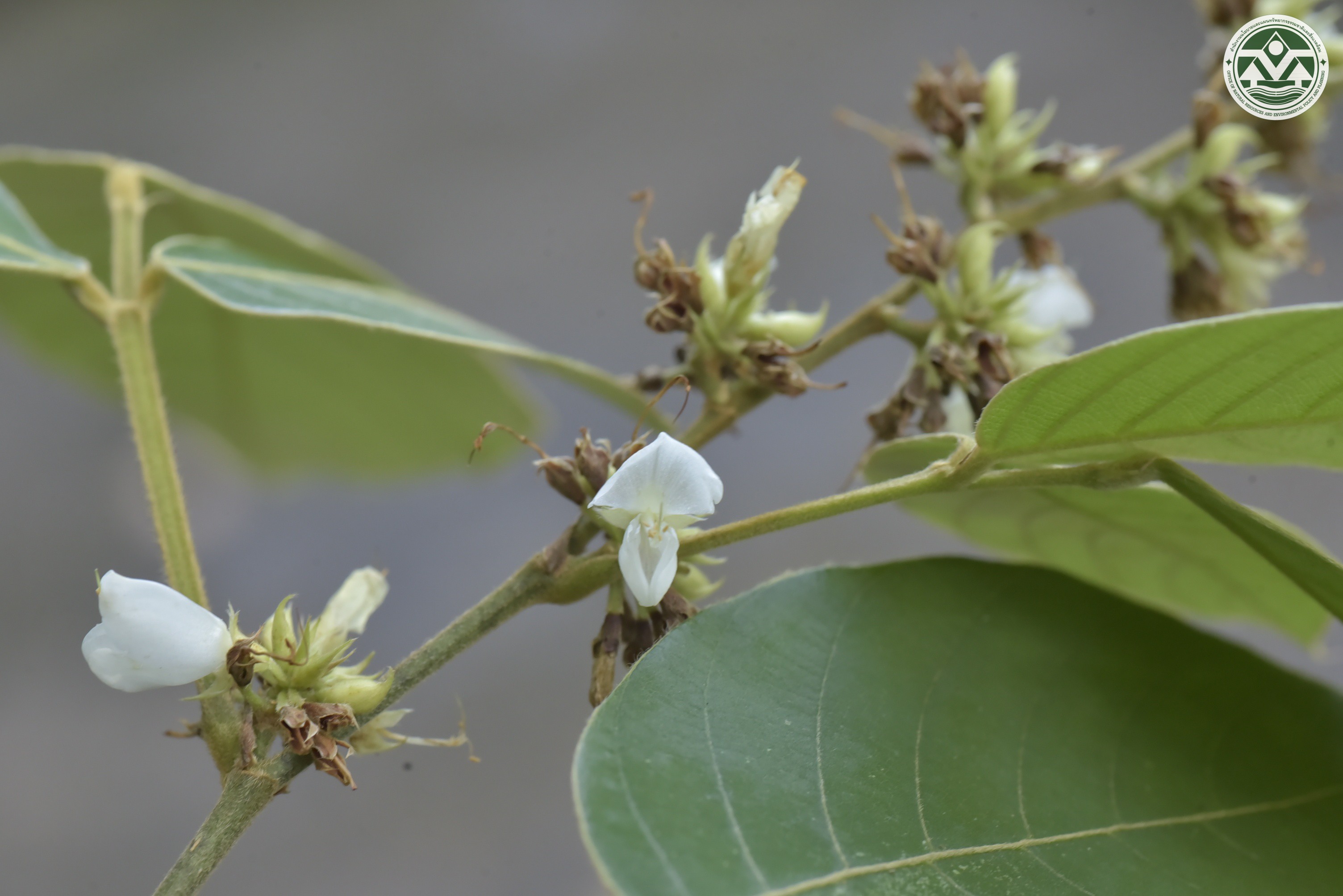 Dendrolobium triangulare