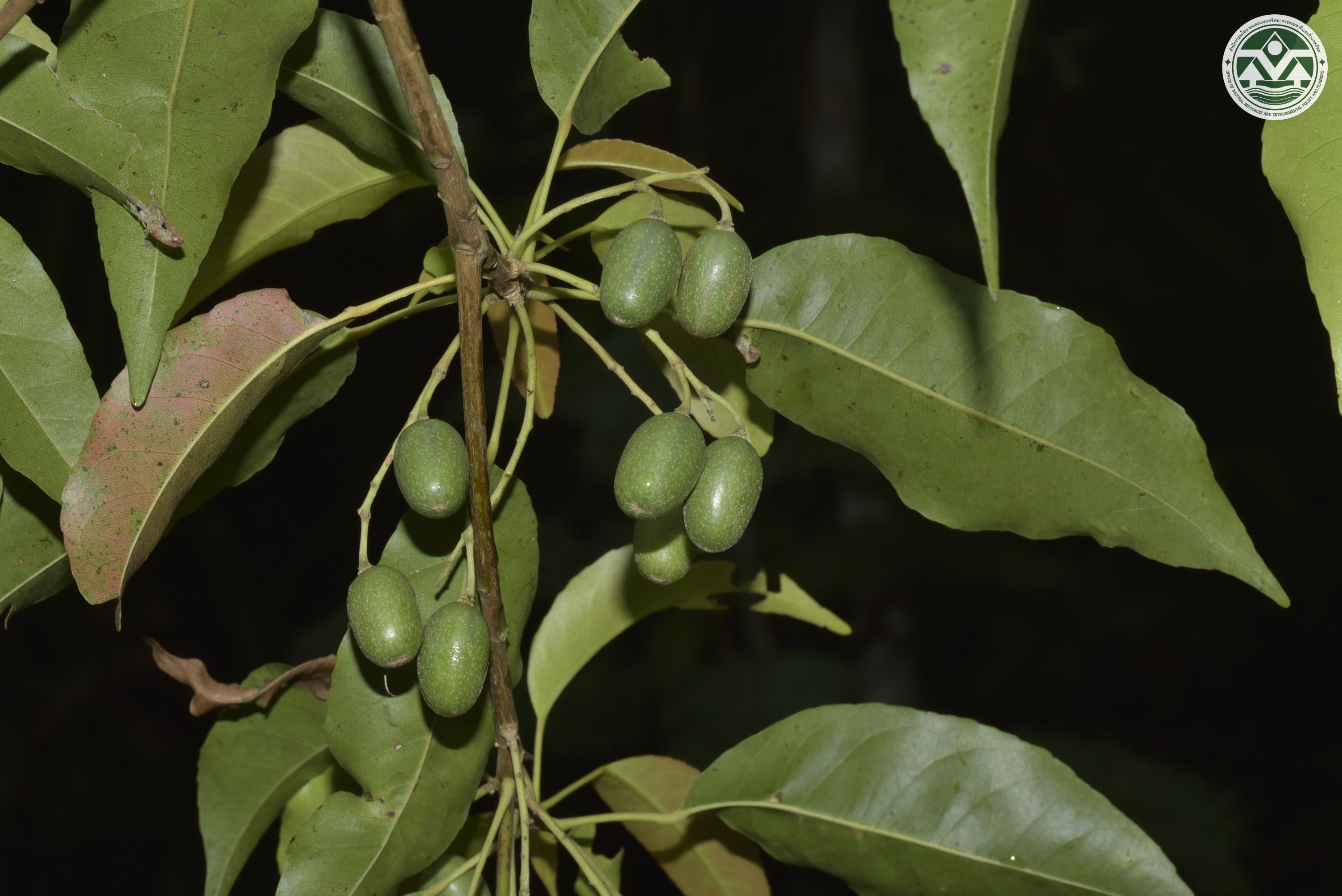 Elaeocarpus chinensis
