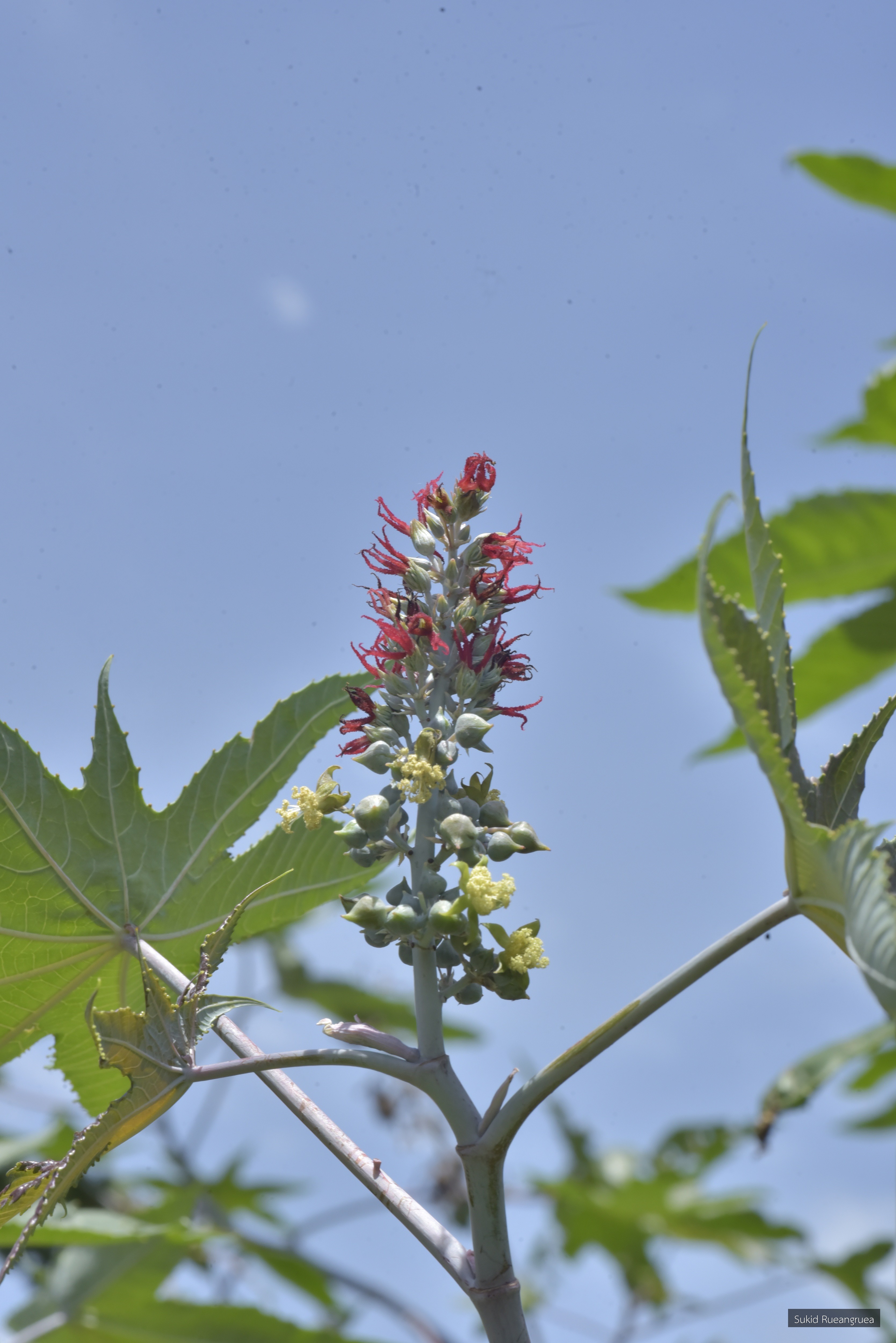 Ricinus communis