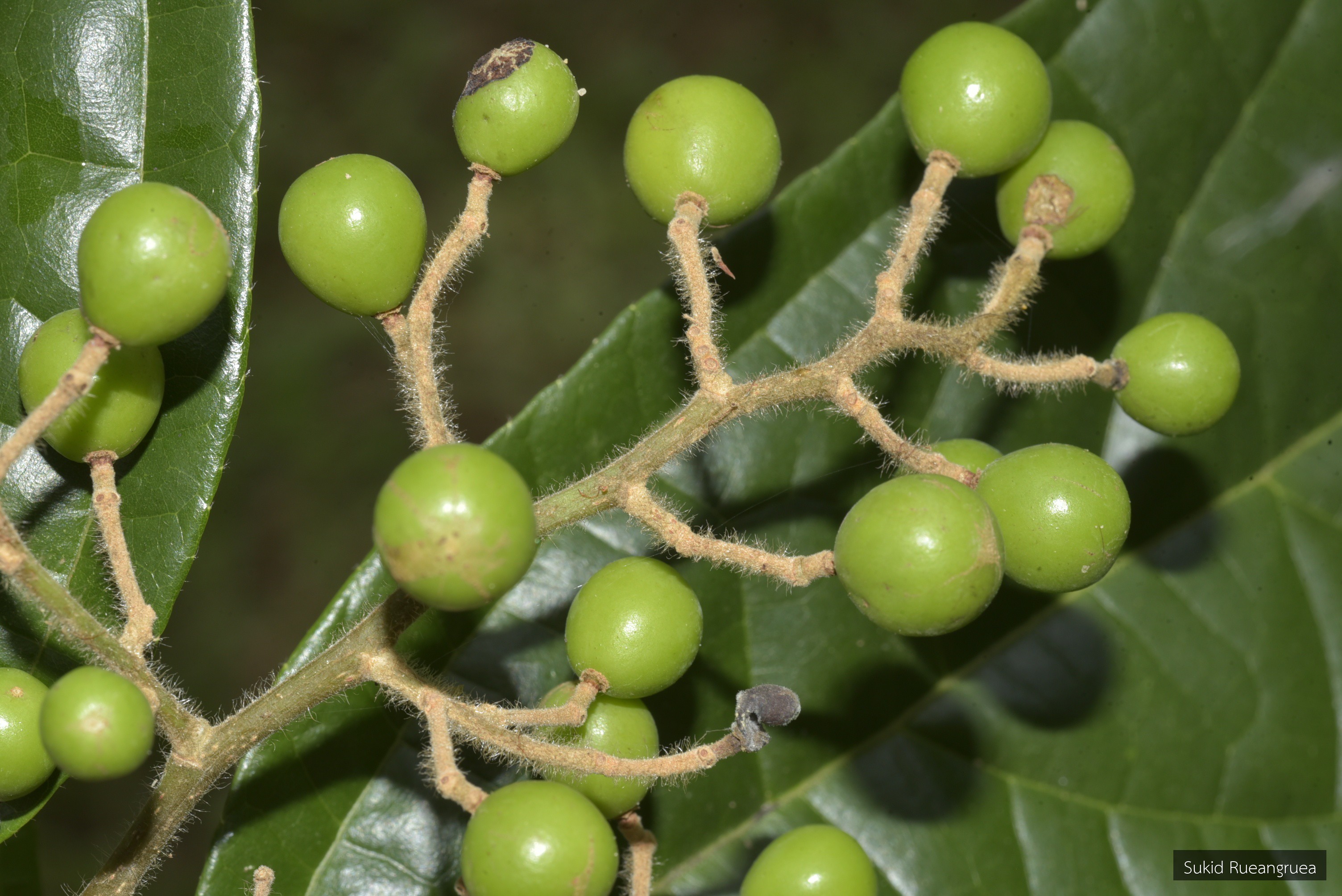 Microcos paniculata