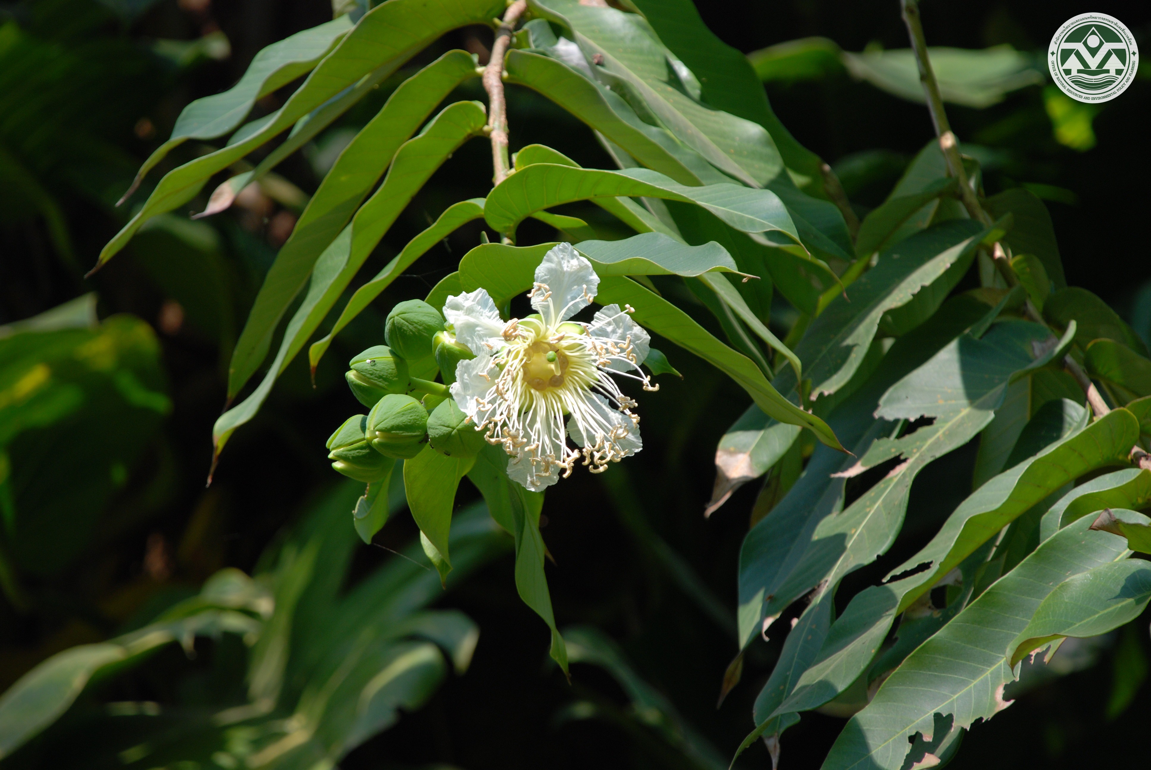 Duabanga grandiflora