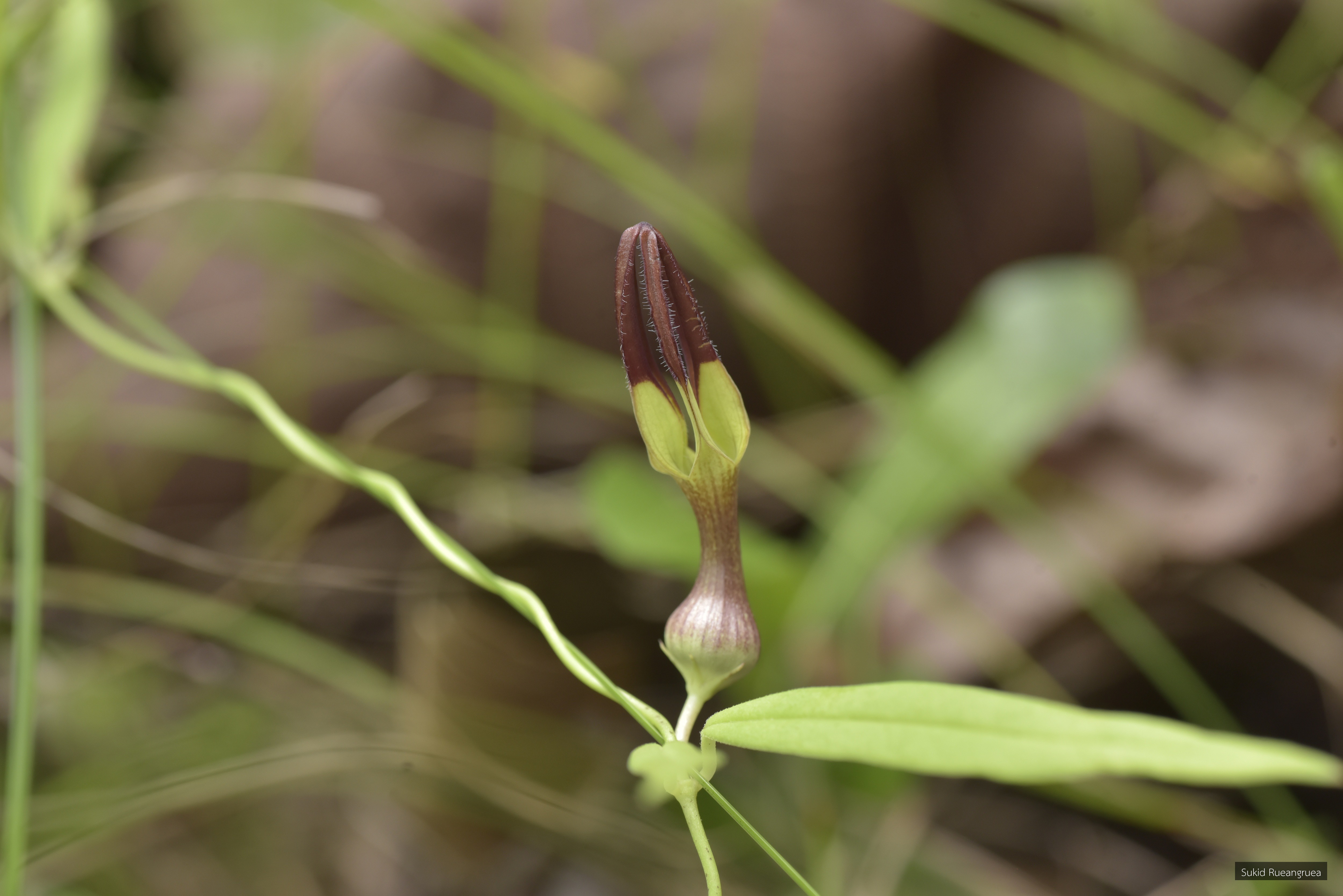 Ceropegia sootepensis