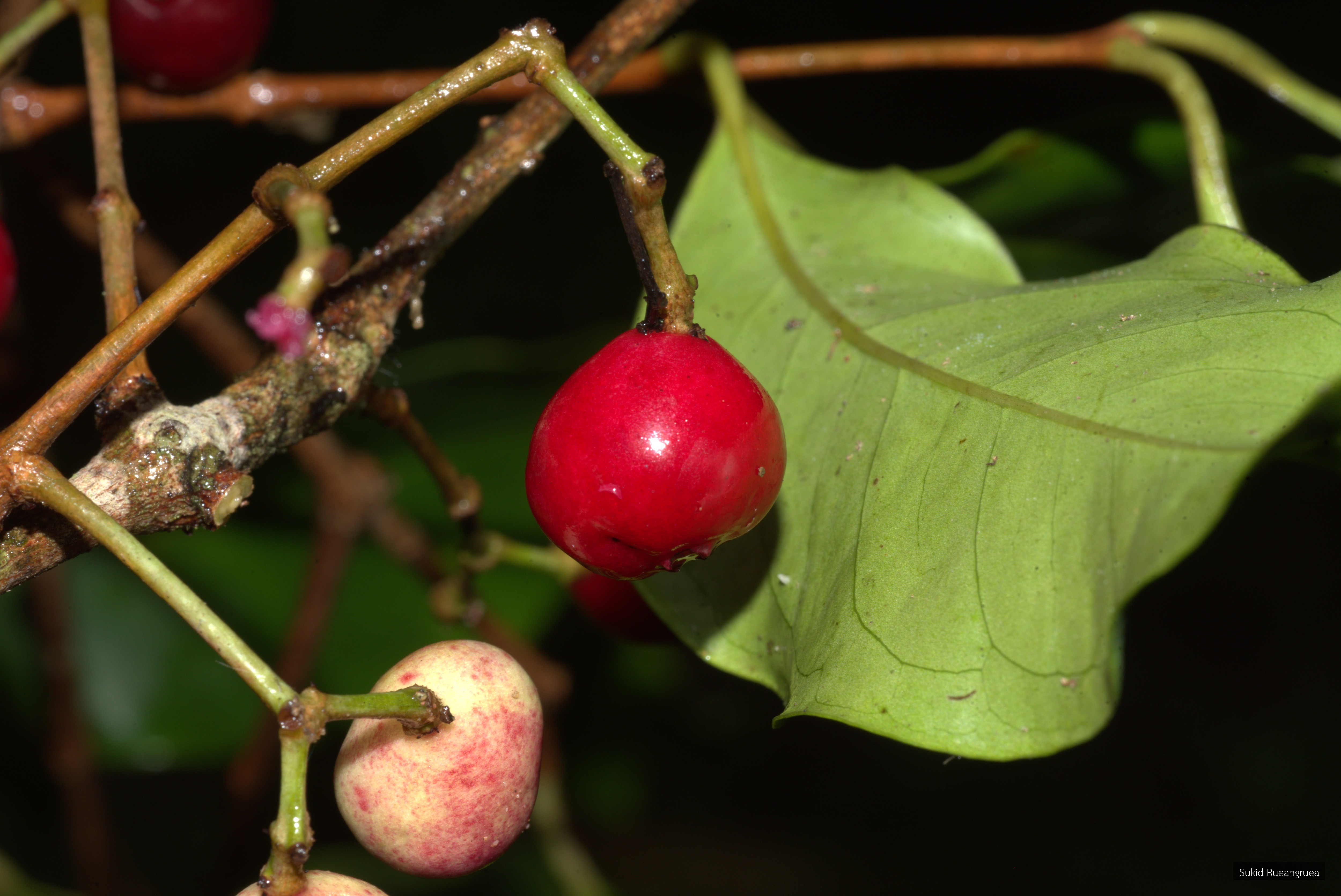 Syzygium polyanthum