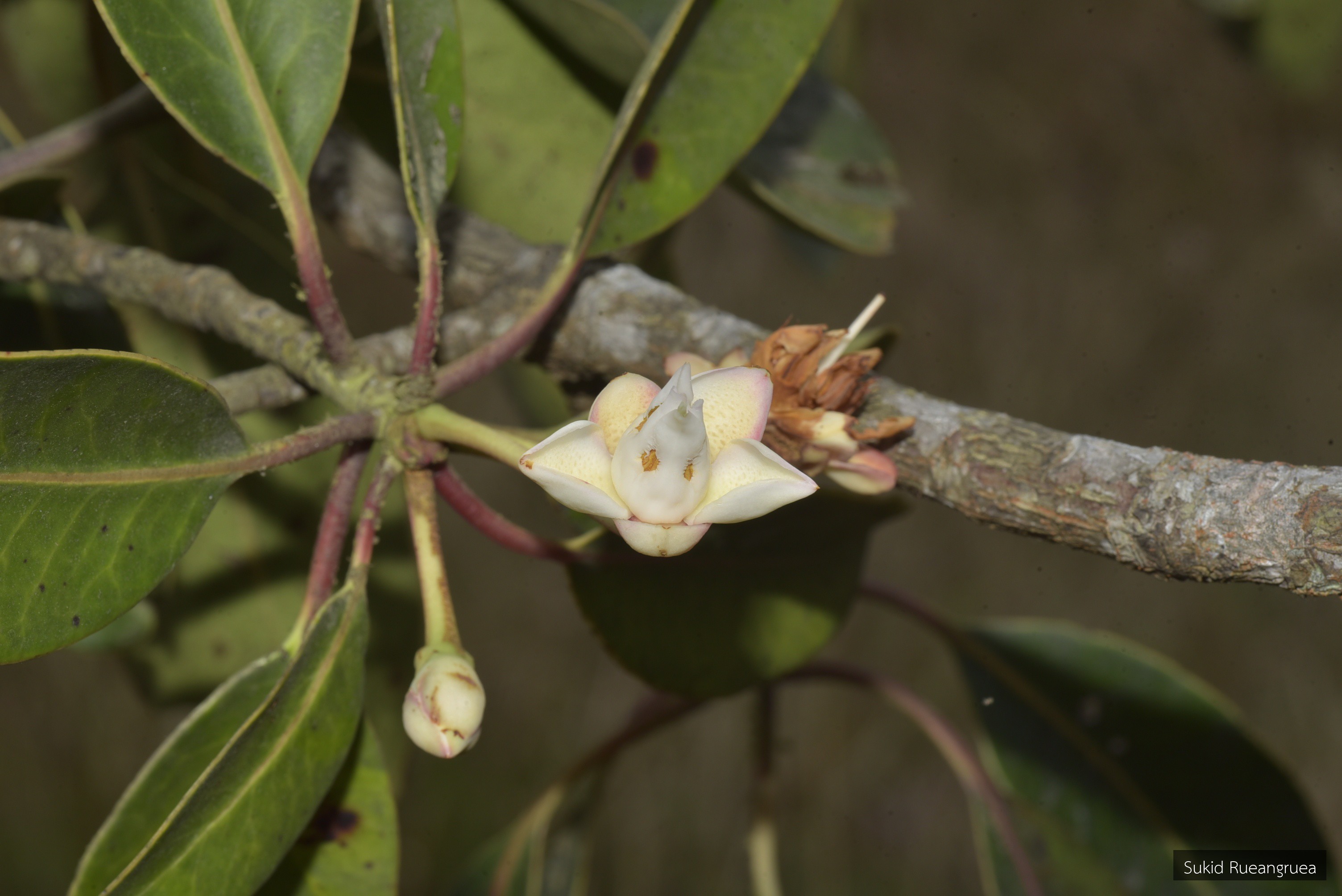 Anneslea fragrans