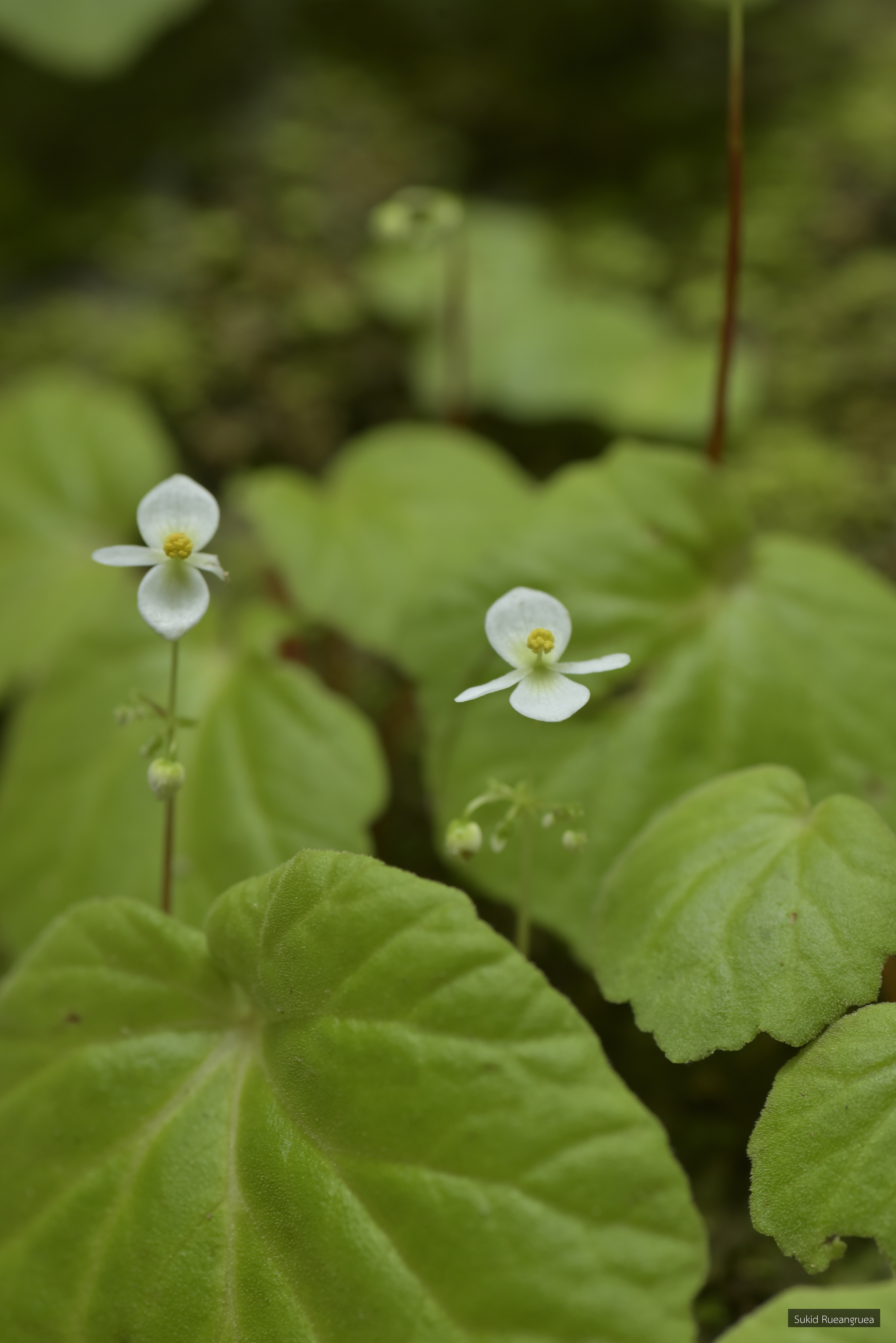 Begonia incerta