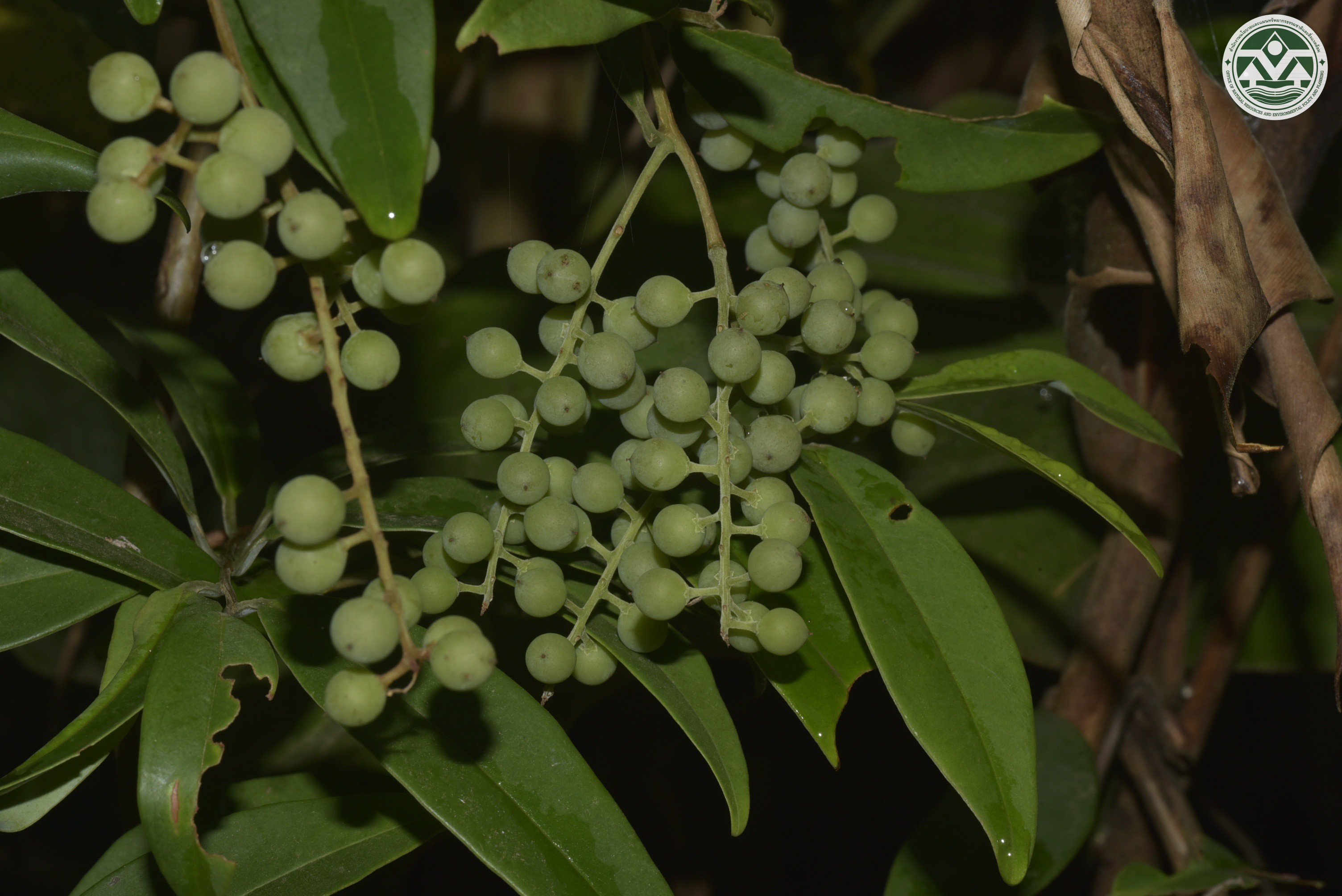 Embelia ribes