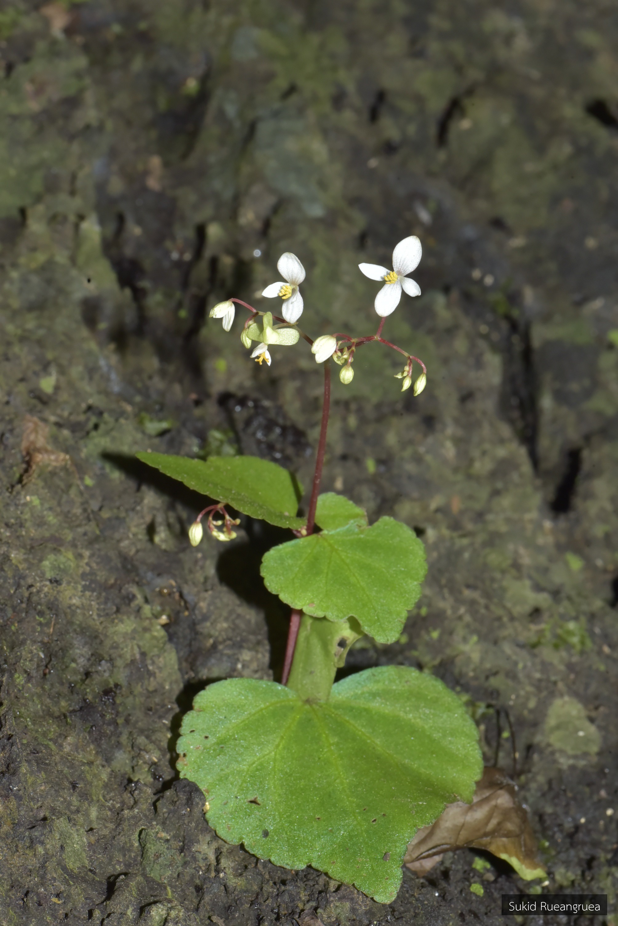 Begonia demissa