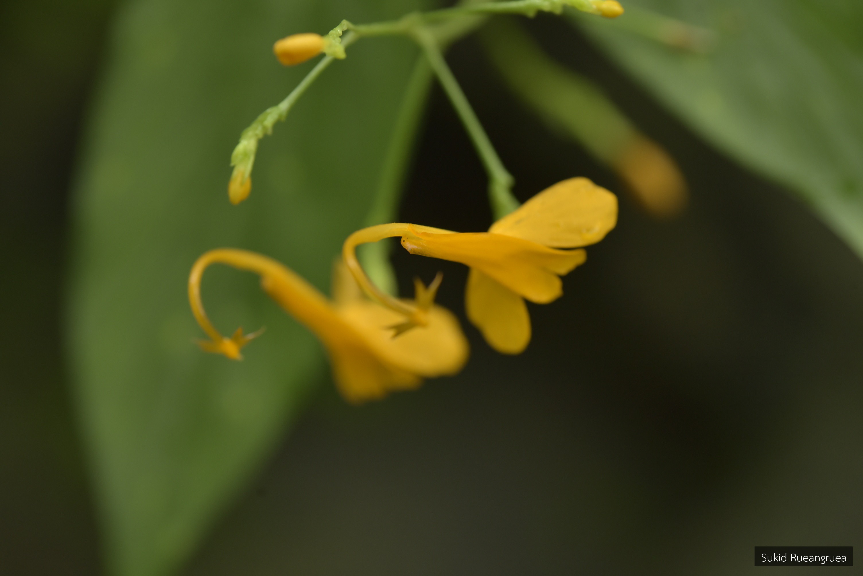Globba macrochila