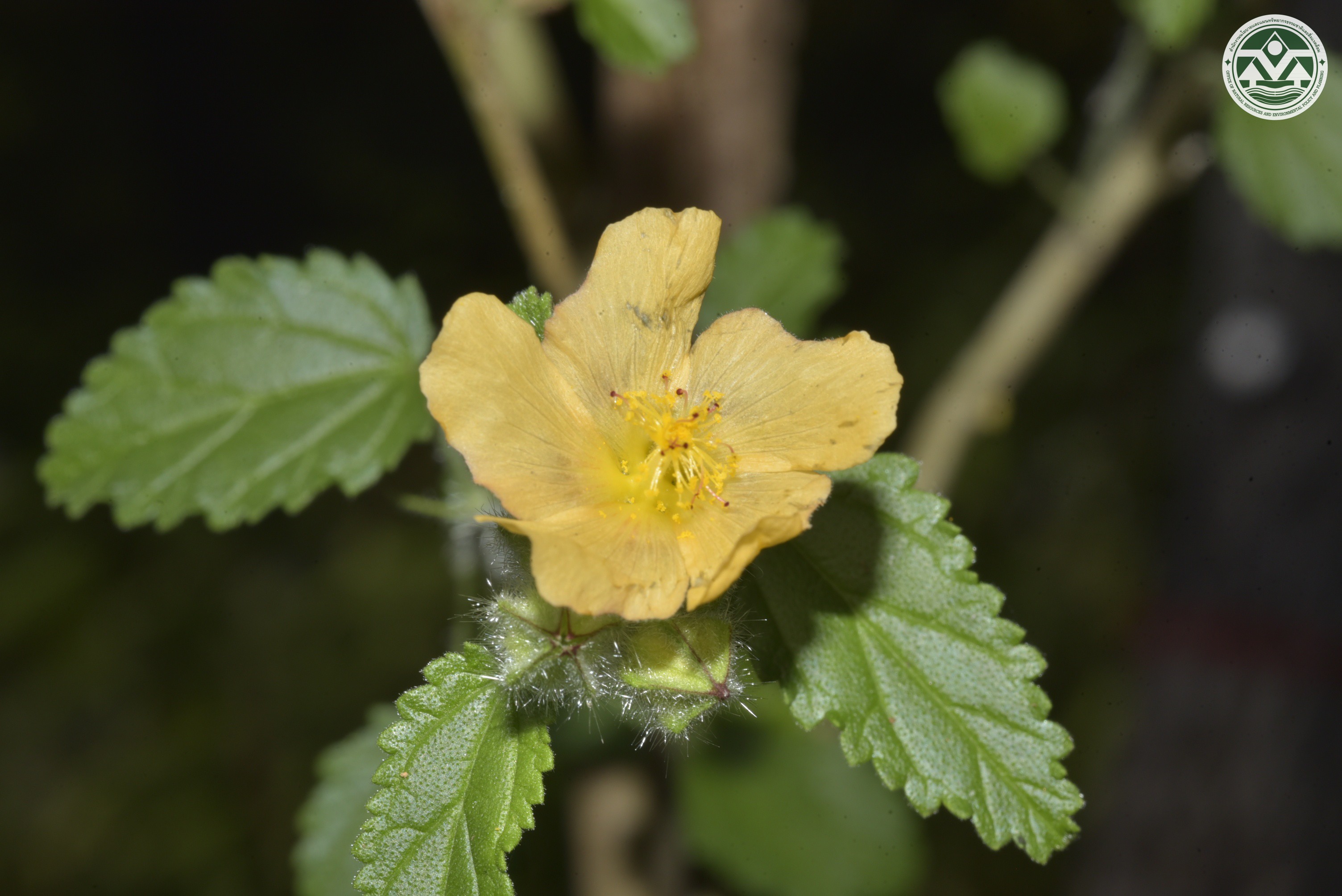 Sida cordifolia