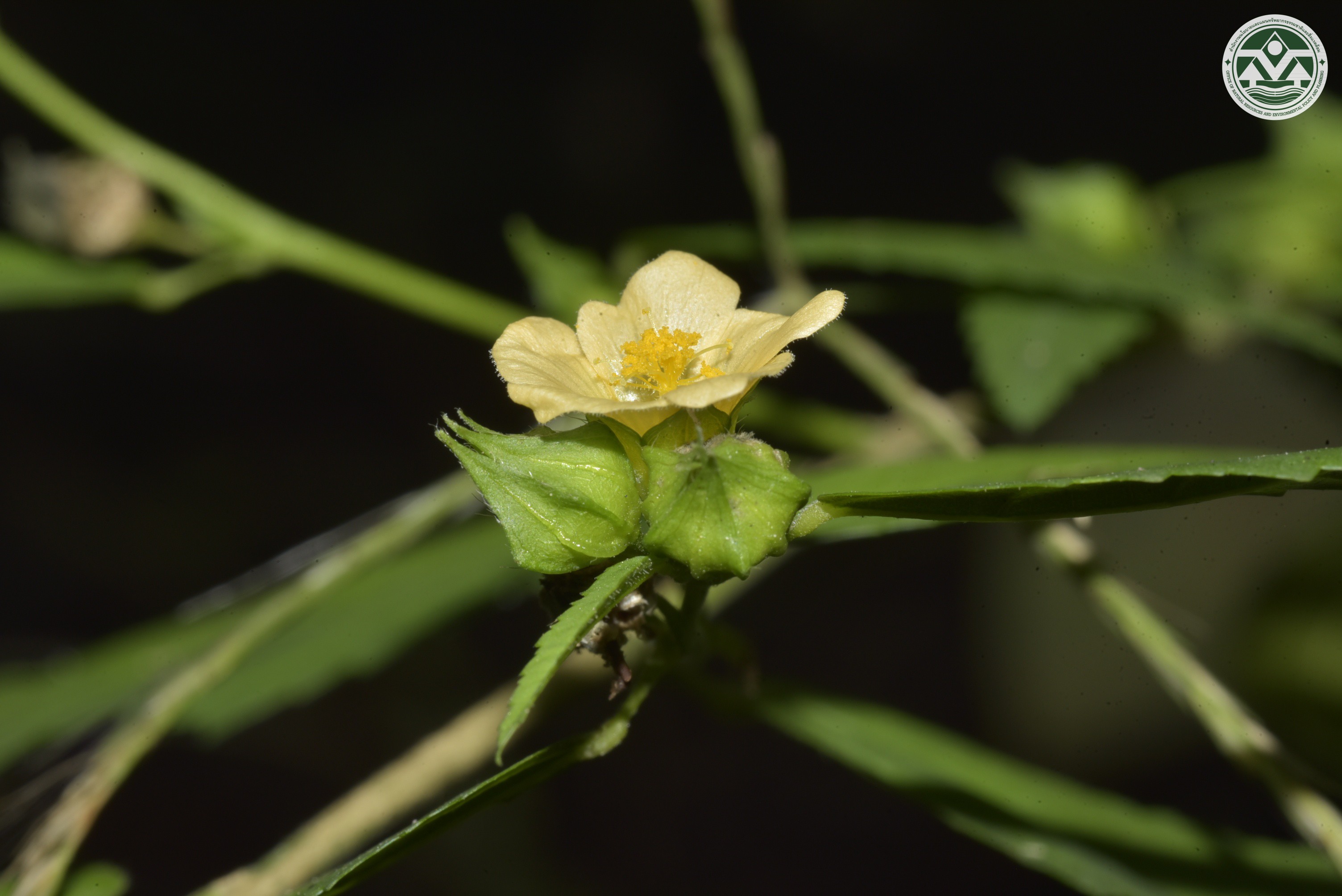 Sida acuta