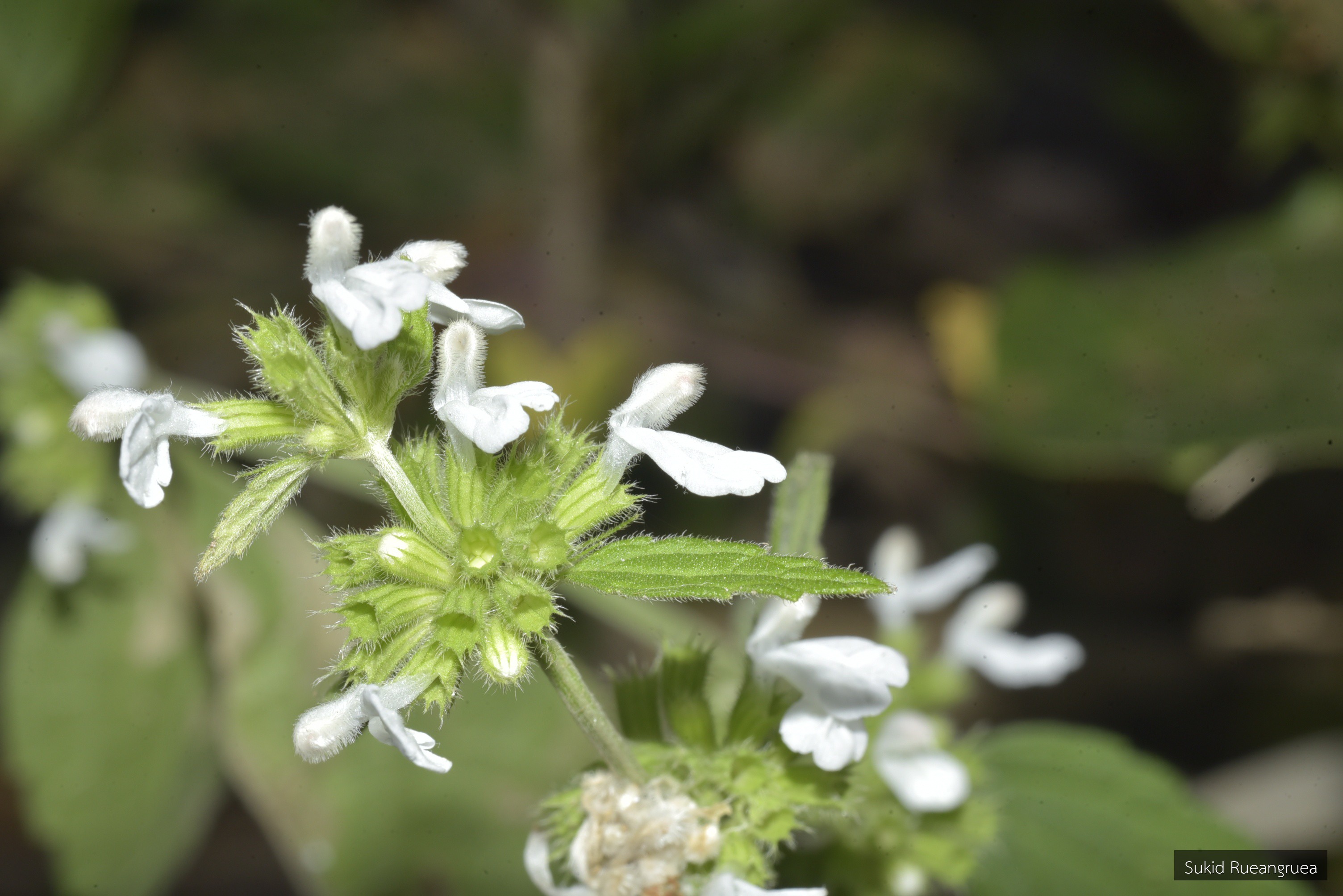 Leucas decemdentata