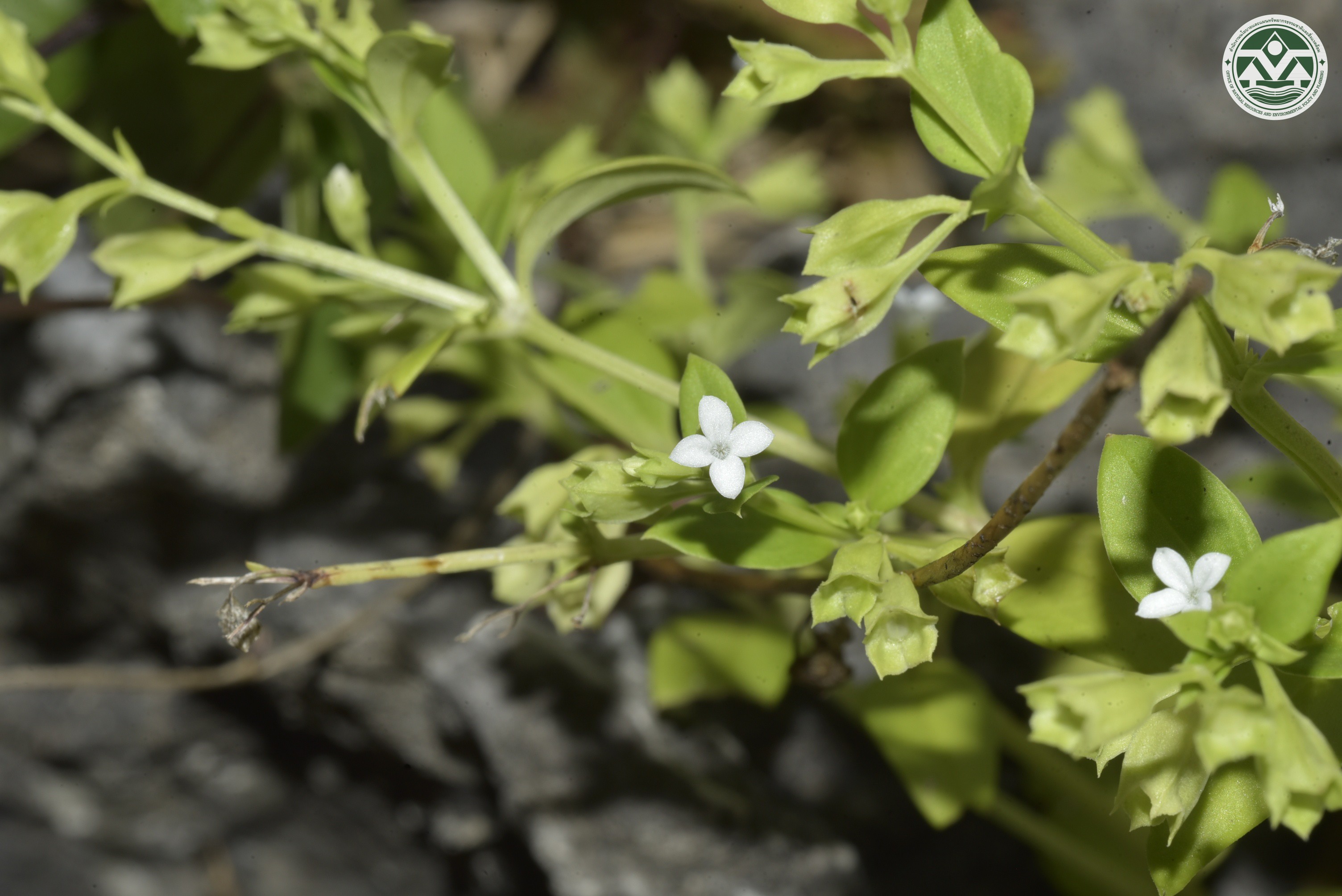 Leptopetalum pteritum