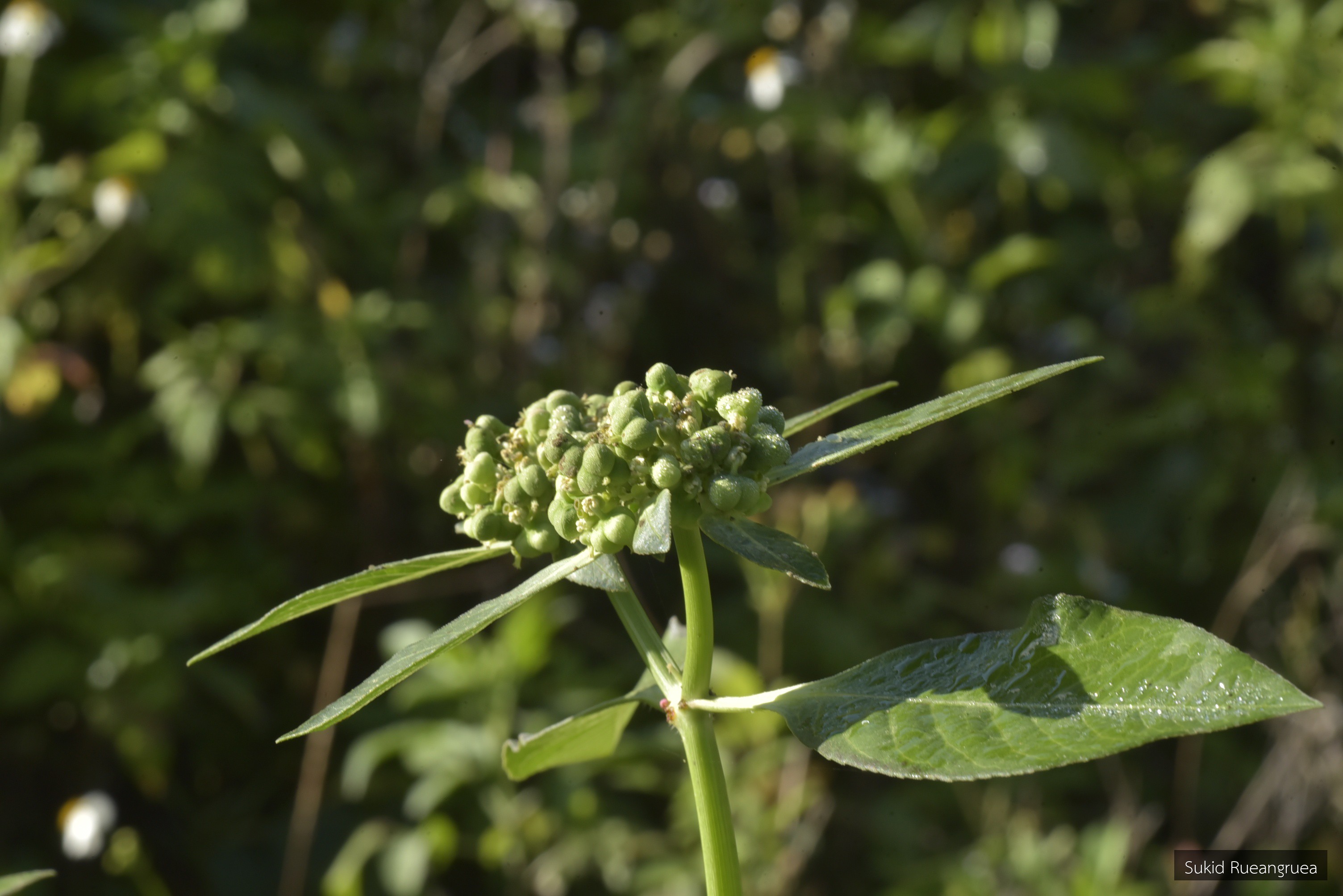 Euphorbia heterophylla