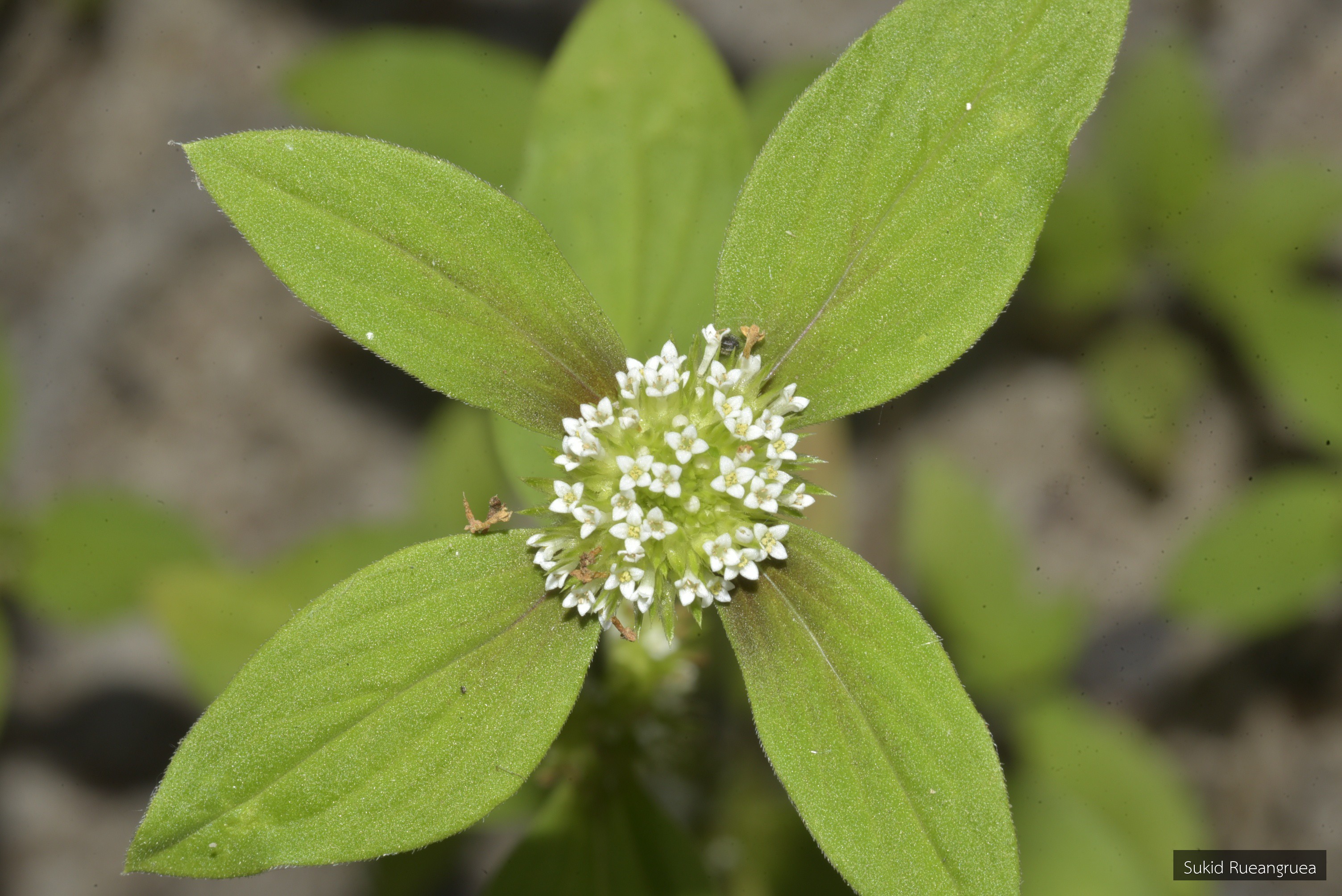 Spermacoce ocymoides