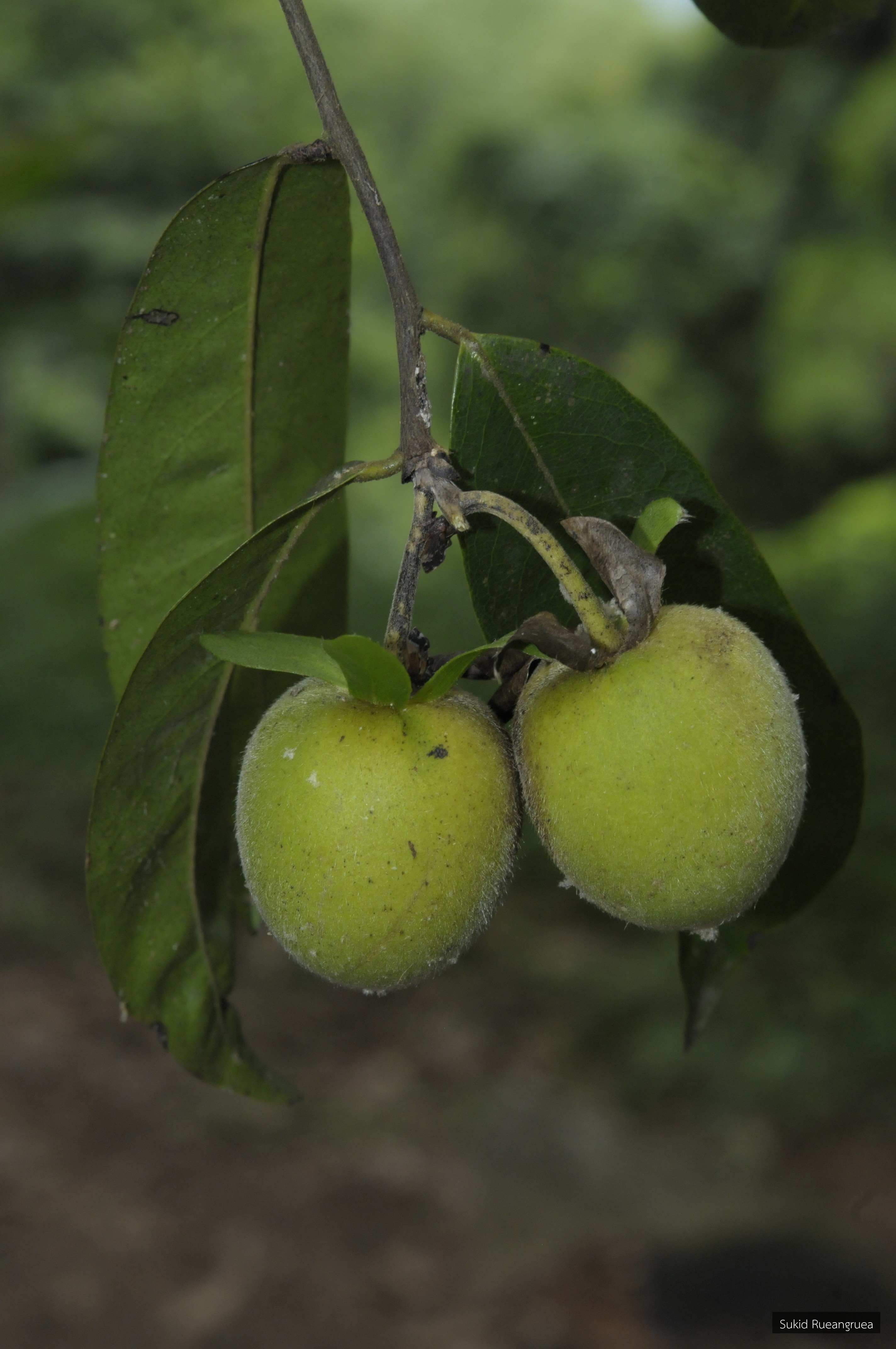 Diospyros pilosiuscula