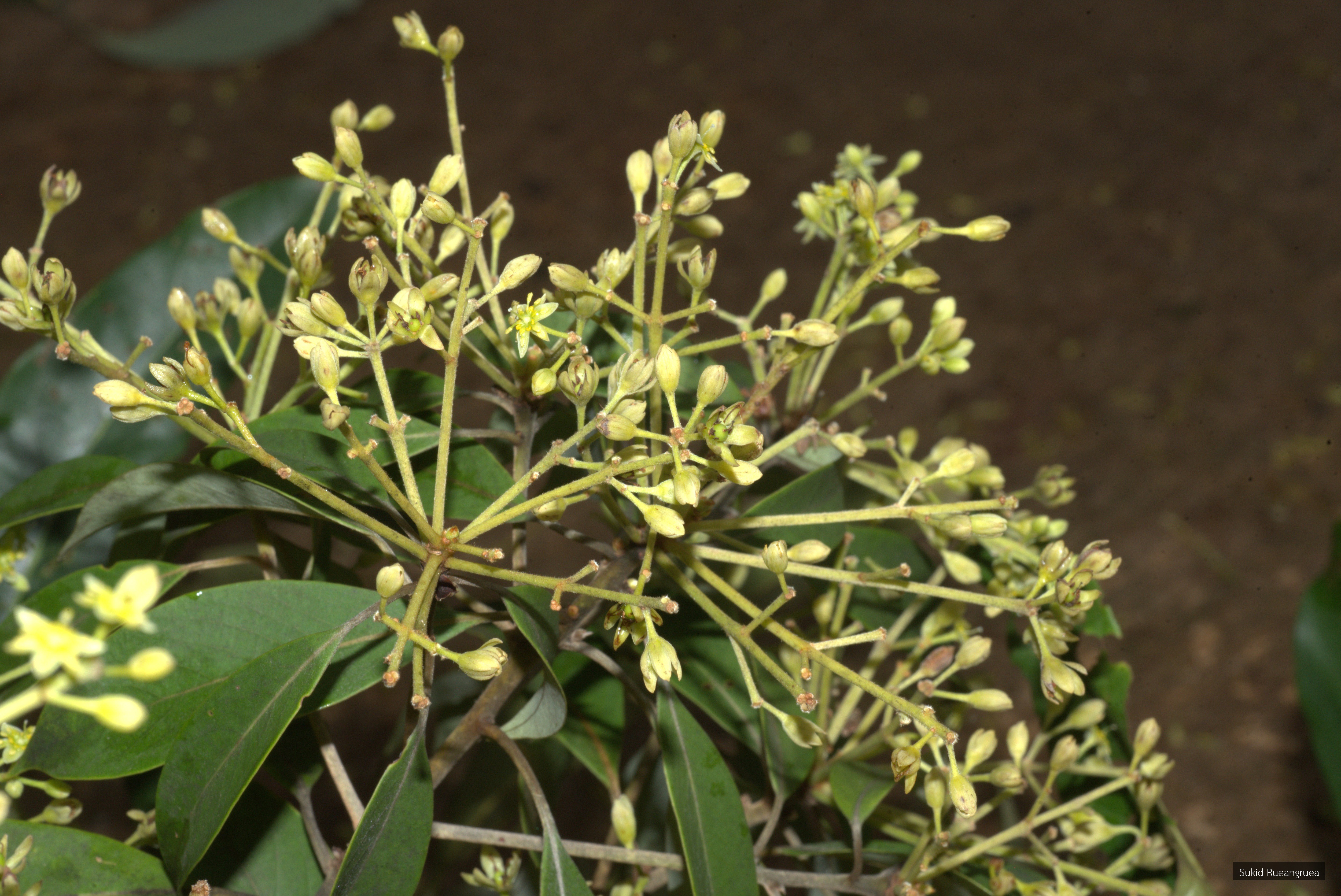 Machilus gamblei