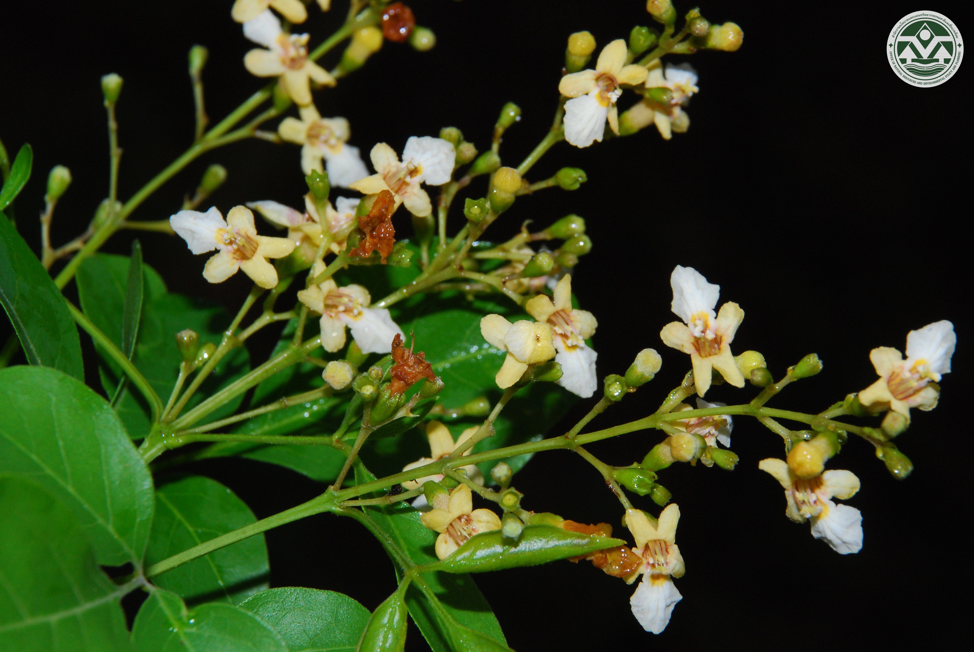Vitex scabra