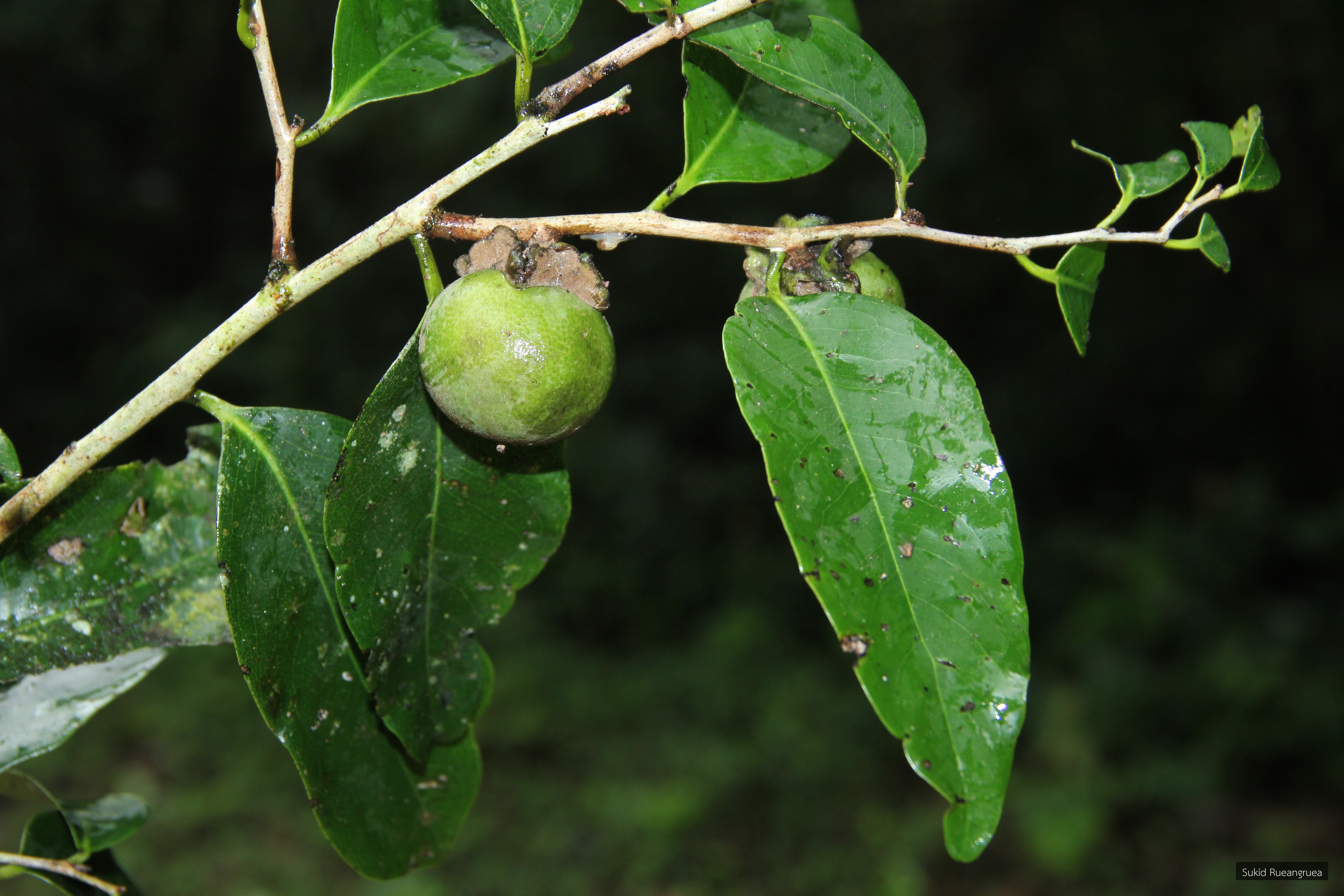 Diospyros retrofracta