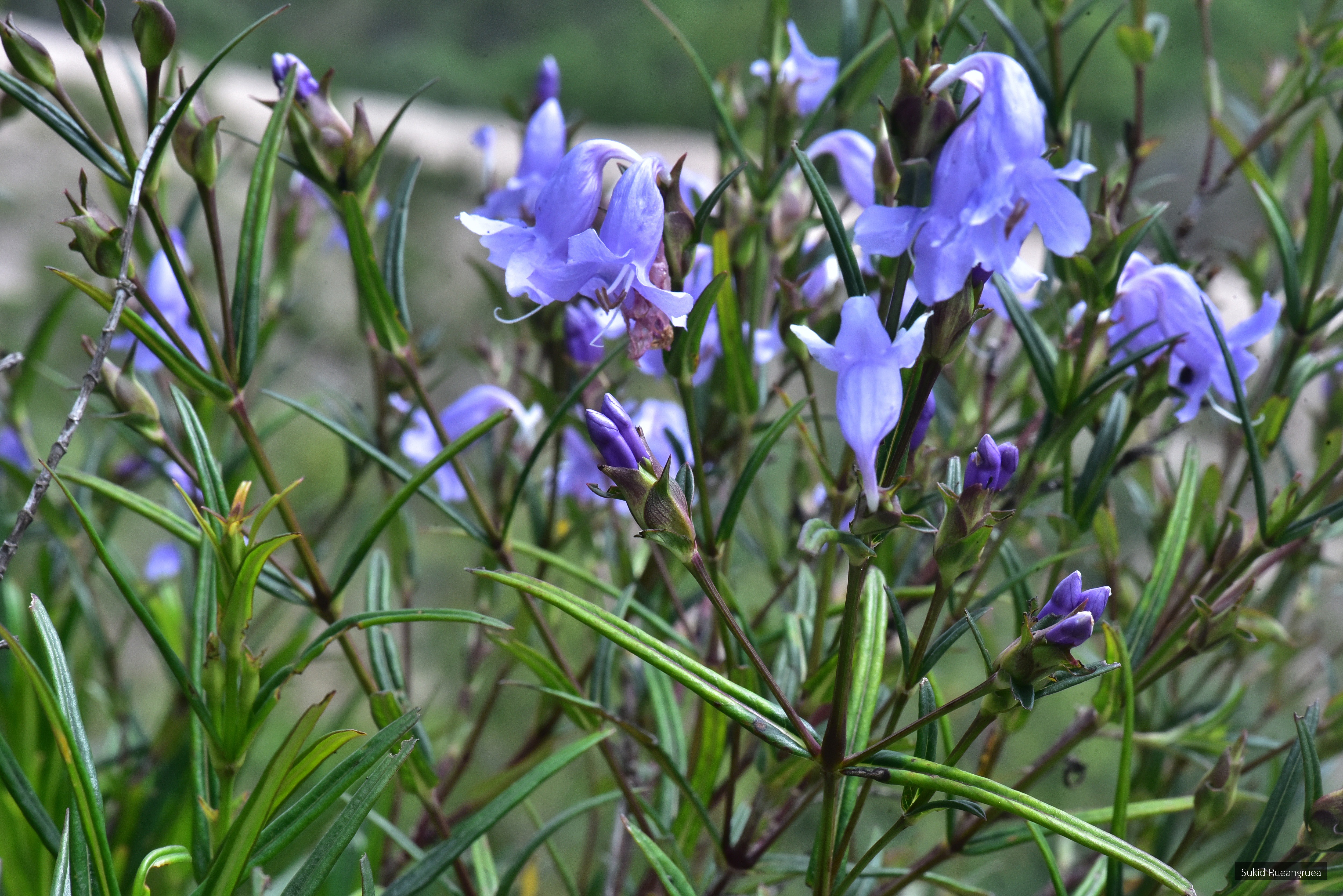 Strobilanthes graminea