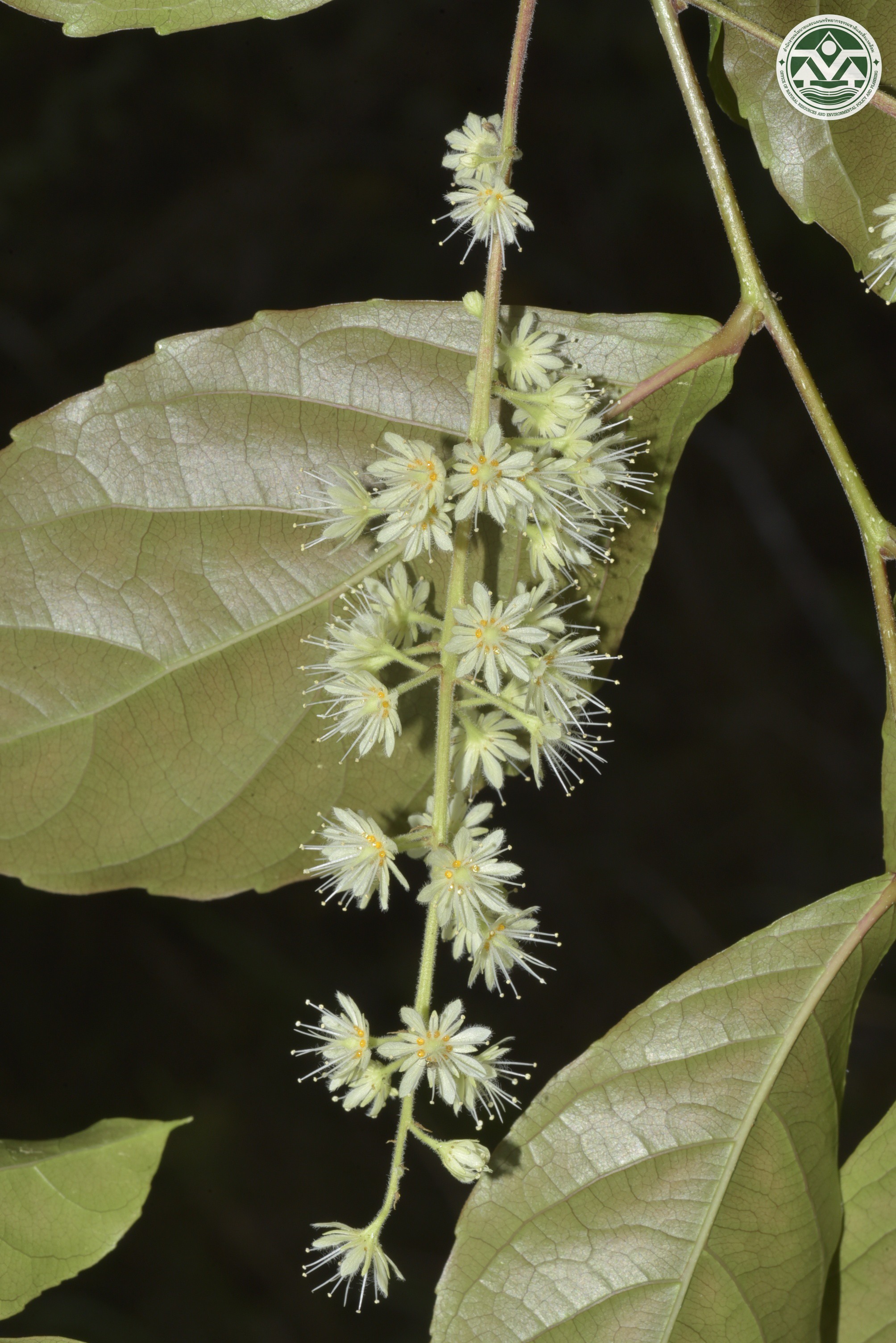 Homalium cochinchinense