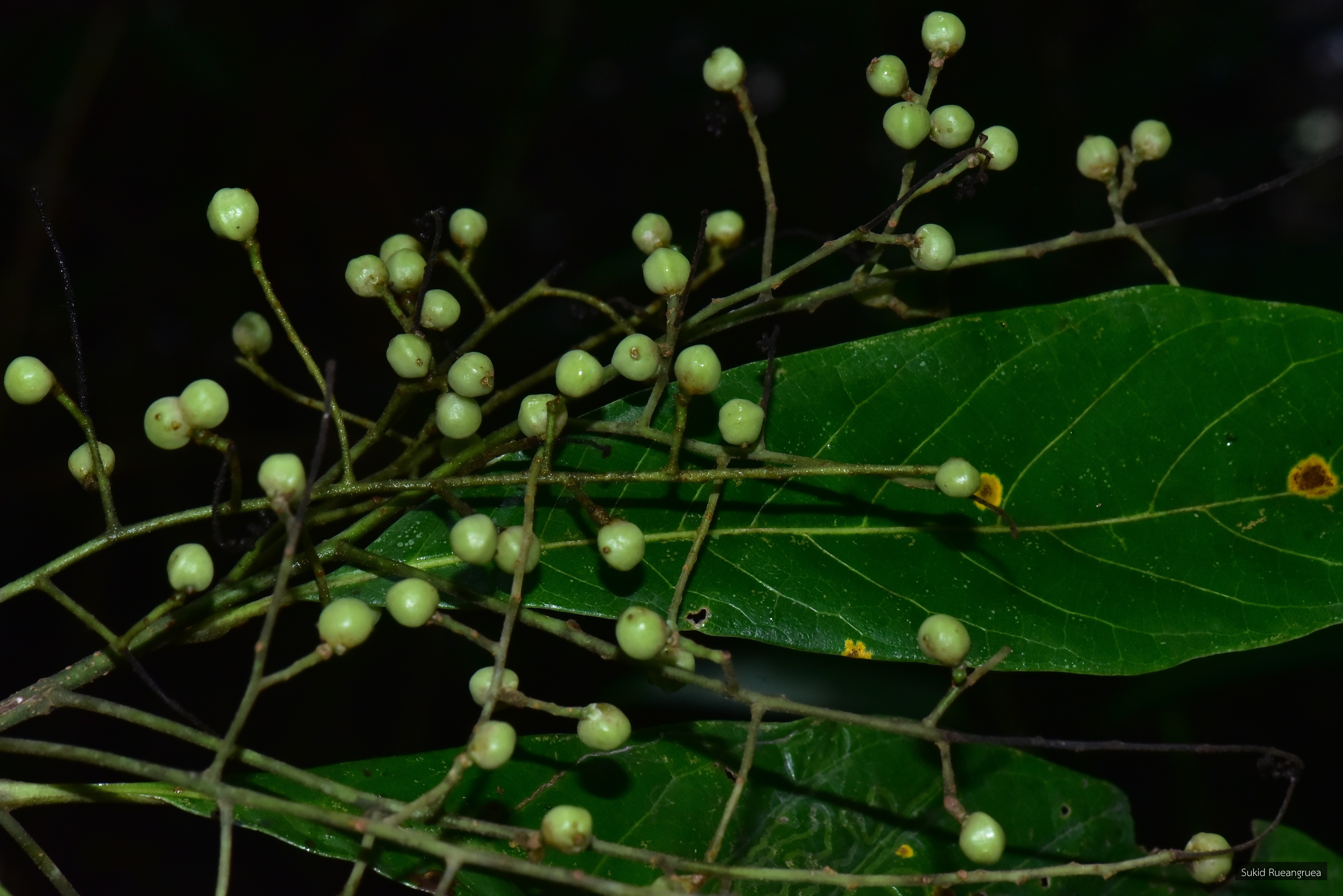 Meliosma simplicifolia